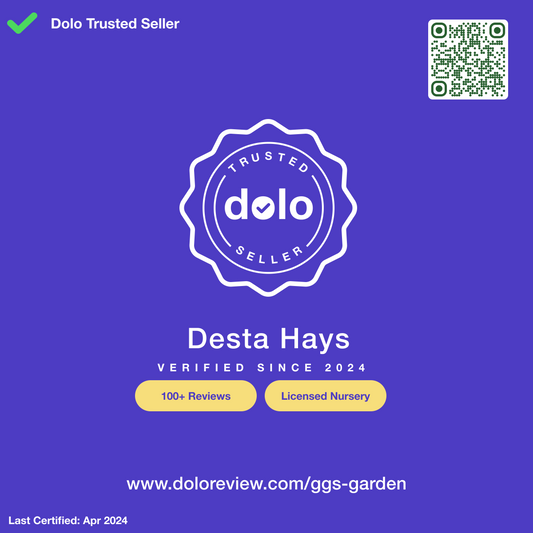DOLO review!