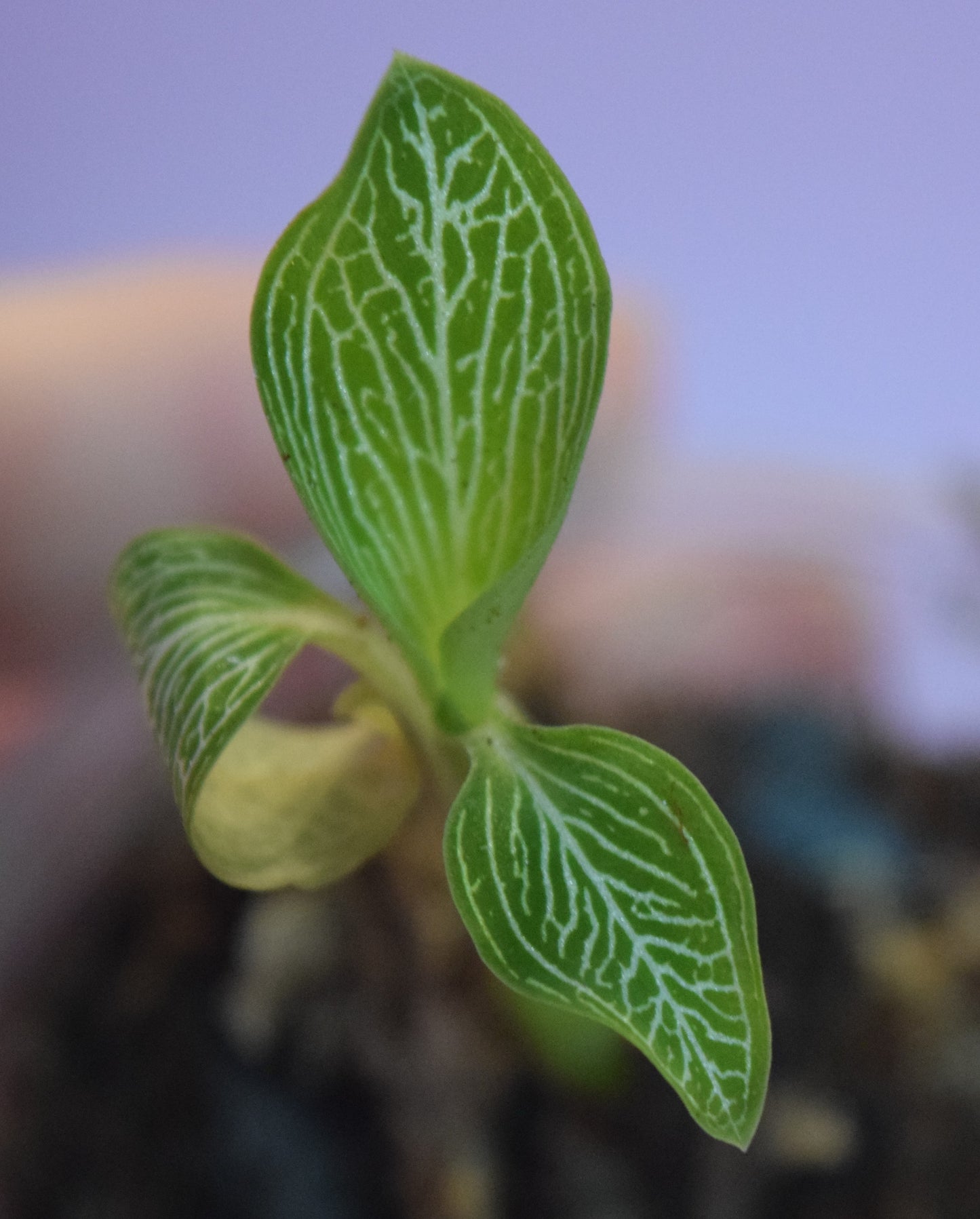 Ludisia discolor var. alba  jewel orchid - var. ordiana