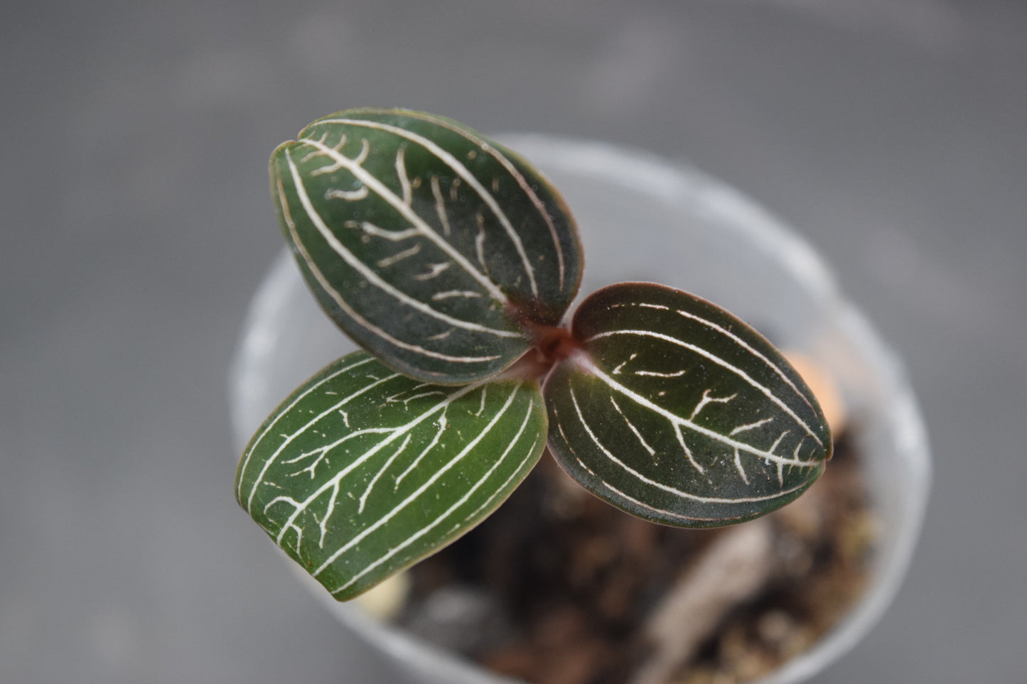 Ludisia discolor ‘Jewelyana ‘ jewel orchid dark form goodyeara