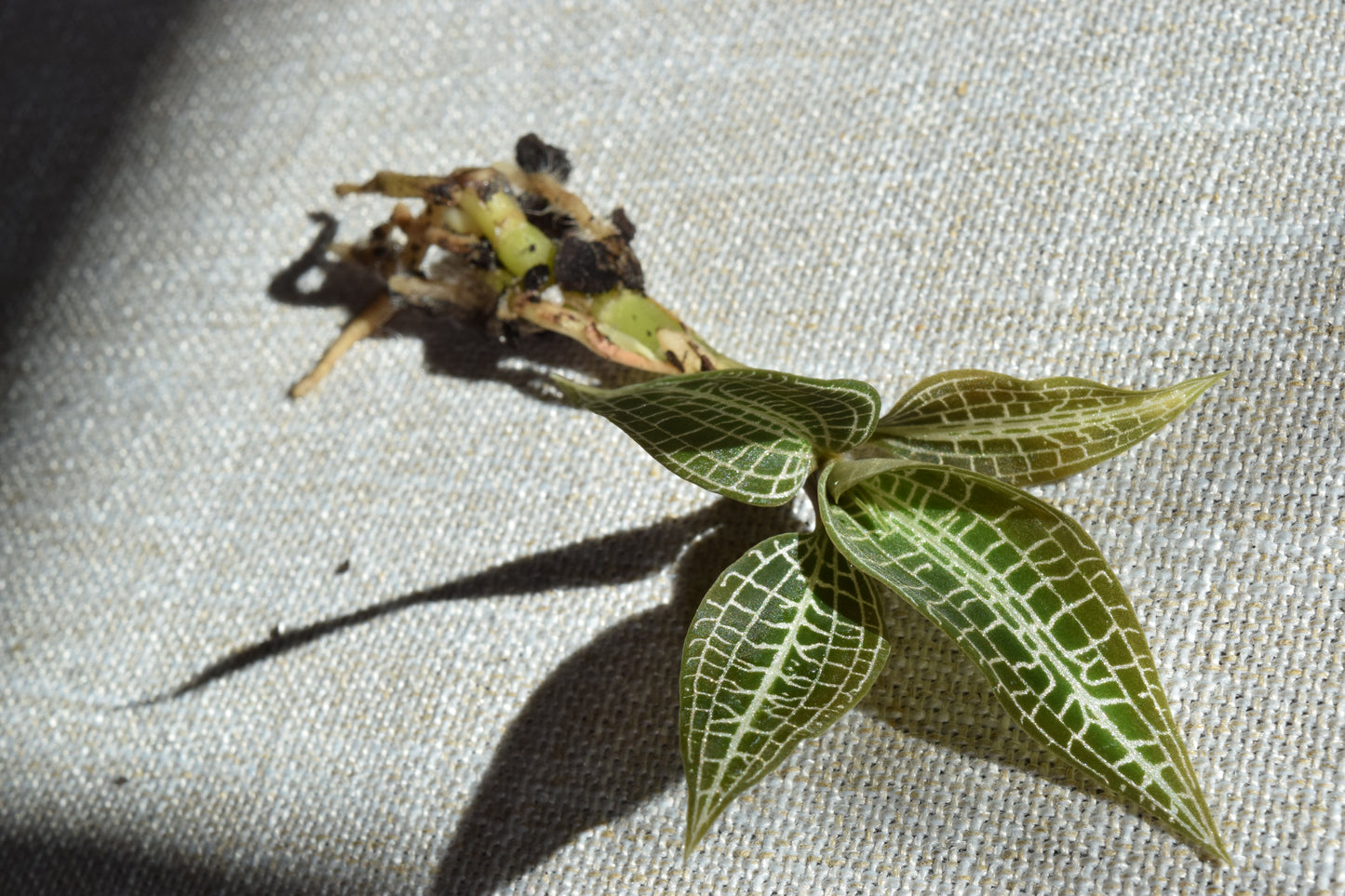 Goodyera hispida jewel orchid