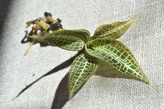 Goodyera hispida jewel orchid