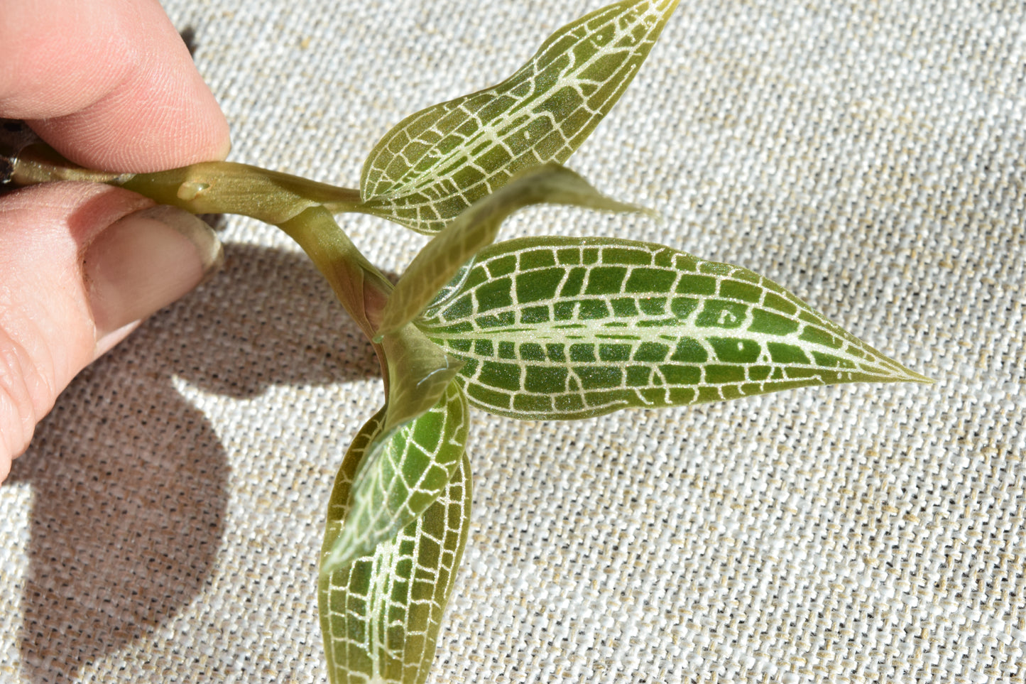 Goodyera hispida jewel orchid