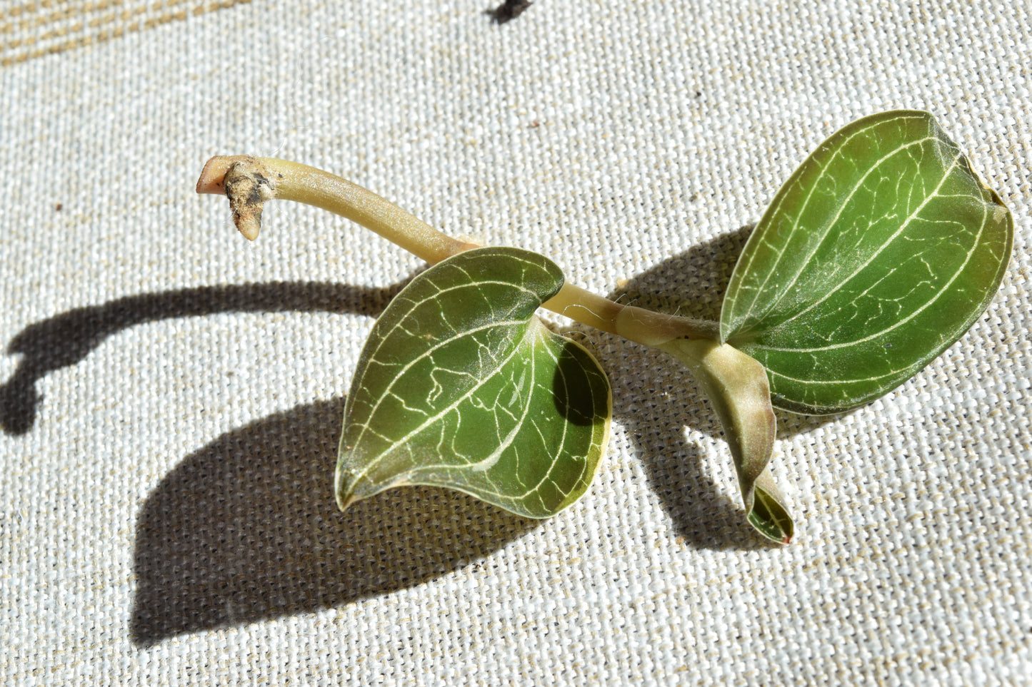 Dossinochilus dreamcatcher jewel orchid