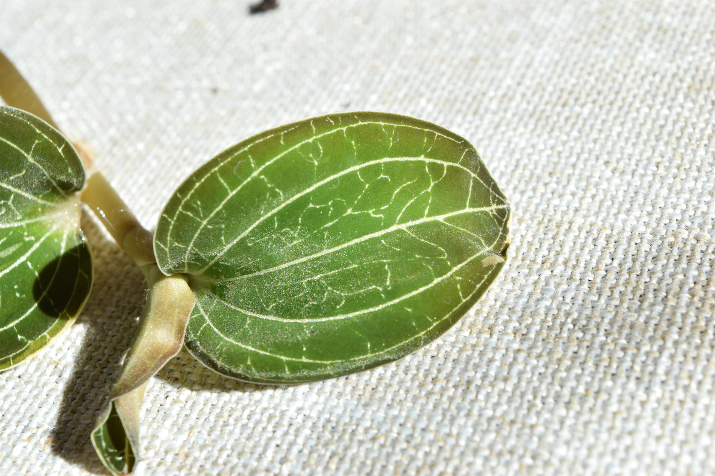 Dossinochilus dreamcatcher jewel orchid