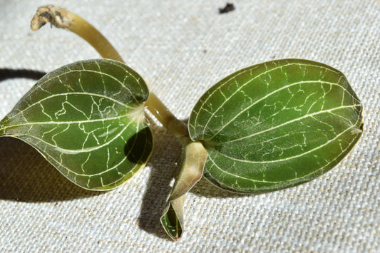 Dossinochilus dreamcatcher jewel orchid