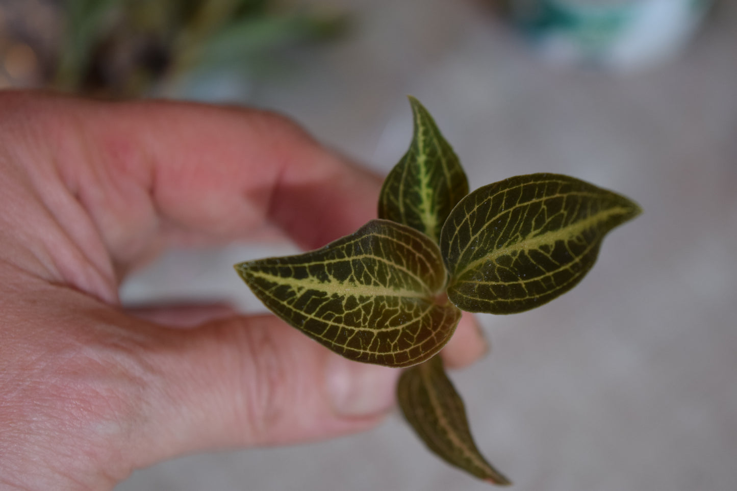 Dossisia dominyl Judy jewel orchid