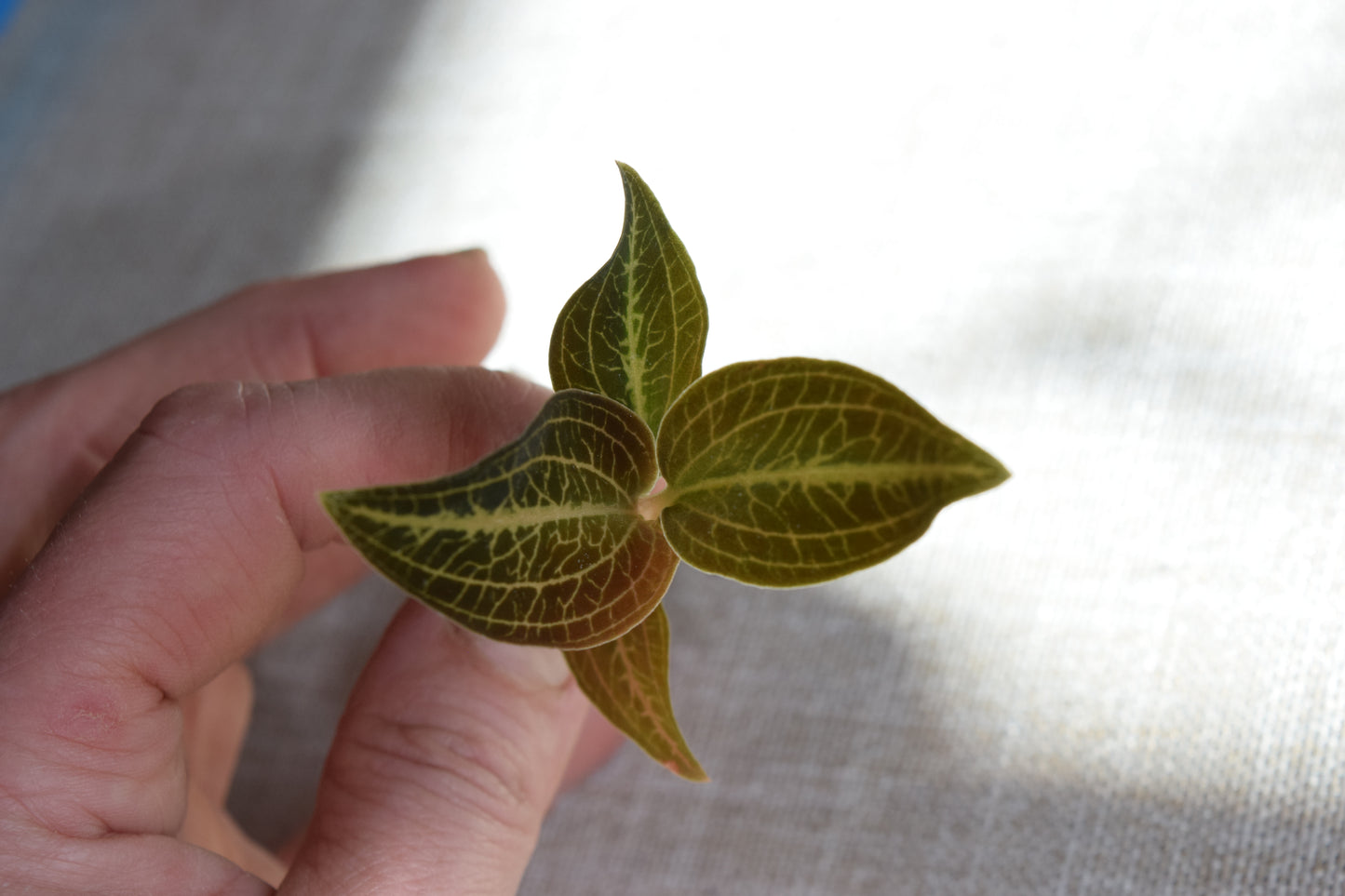 Dossisia dominyl Judy jewel orchid