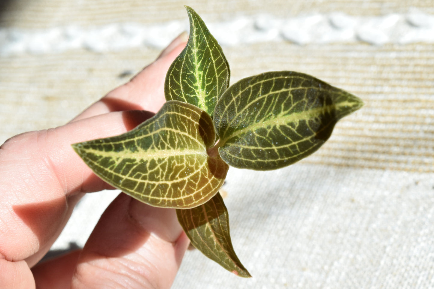 Dossisia dominyl Judy jewel orchid