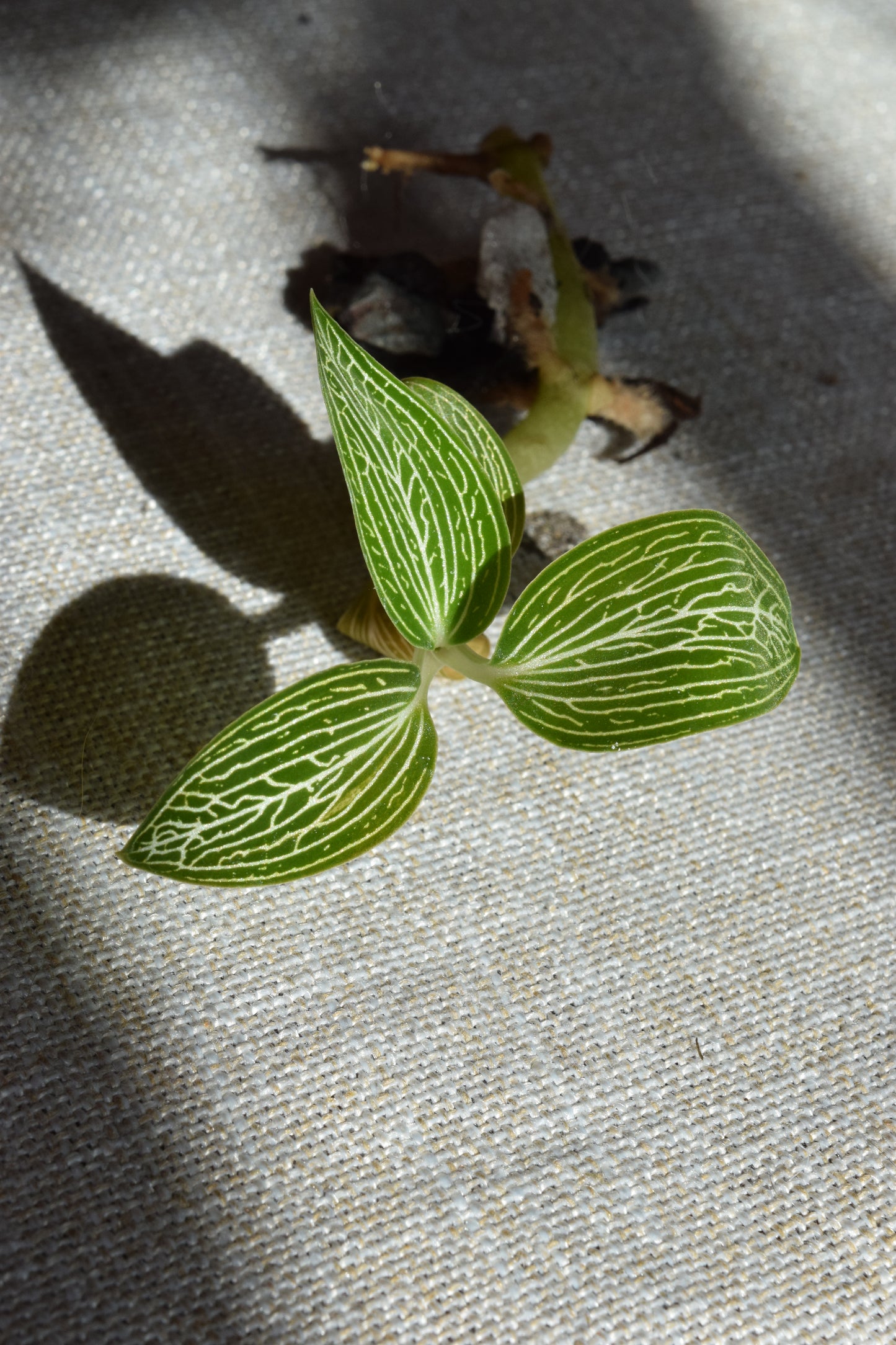 Ludisia discolor var. alba  jewel orchid - var. ordiana