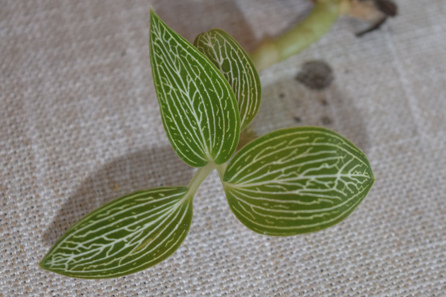 Ludisia discolor var. alba  jewel orchid - var. ordiana