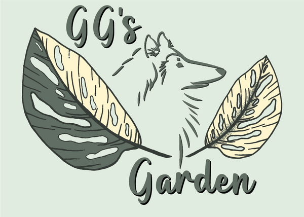 GG's Aroid Garden