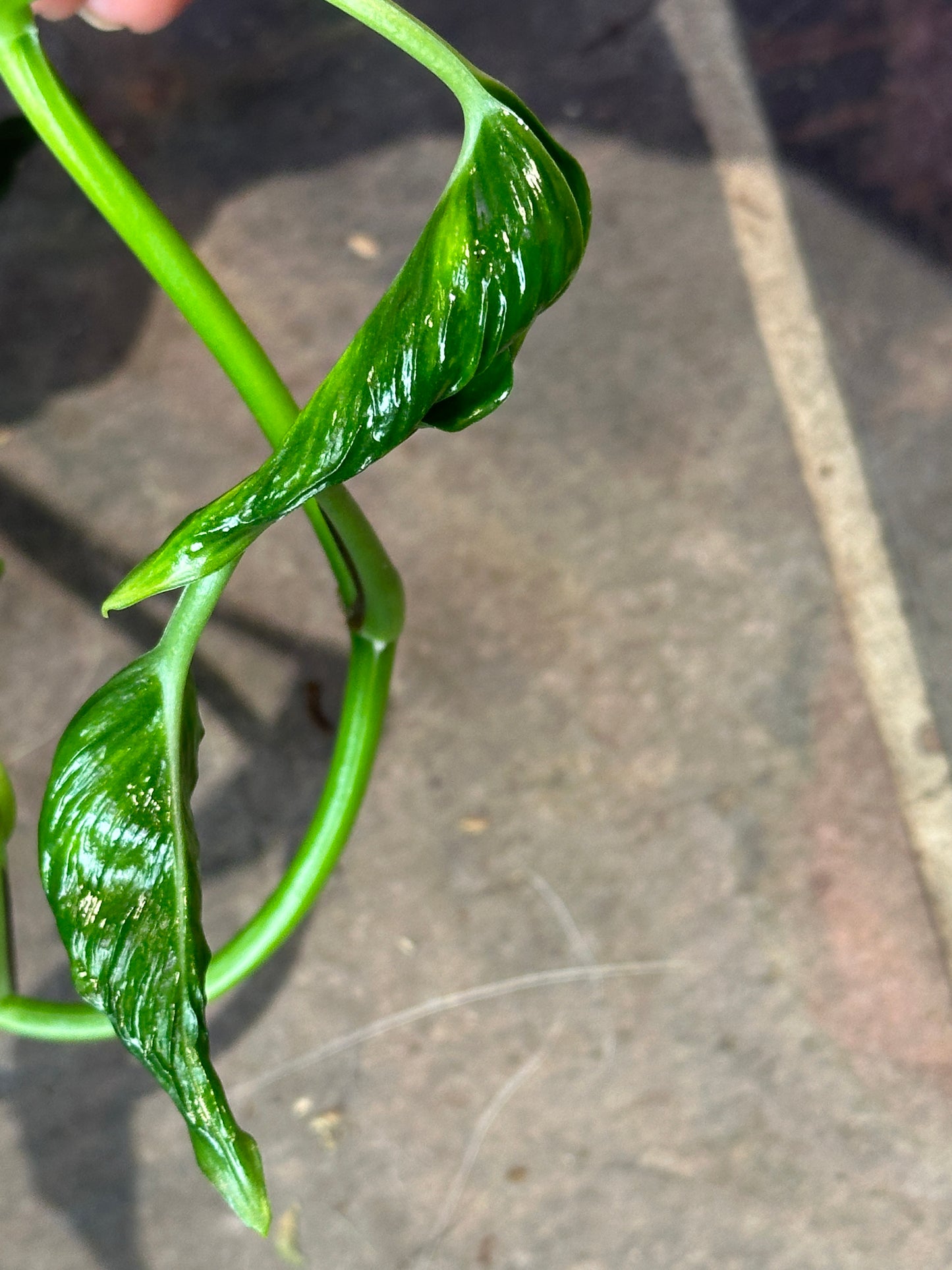 Shangri La pothos (epipremnum) sleeping pothos