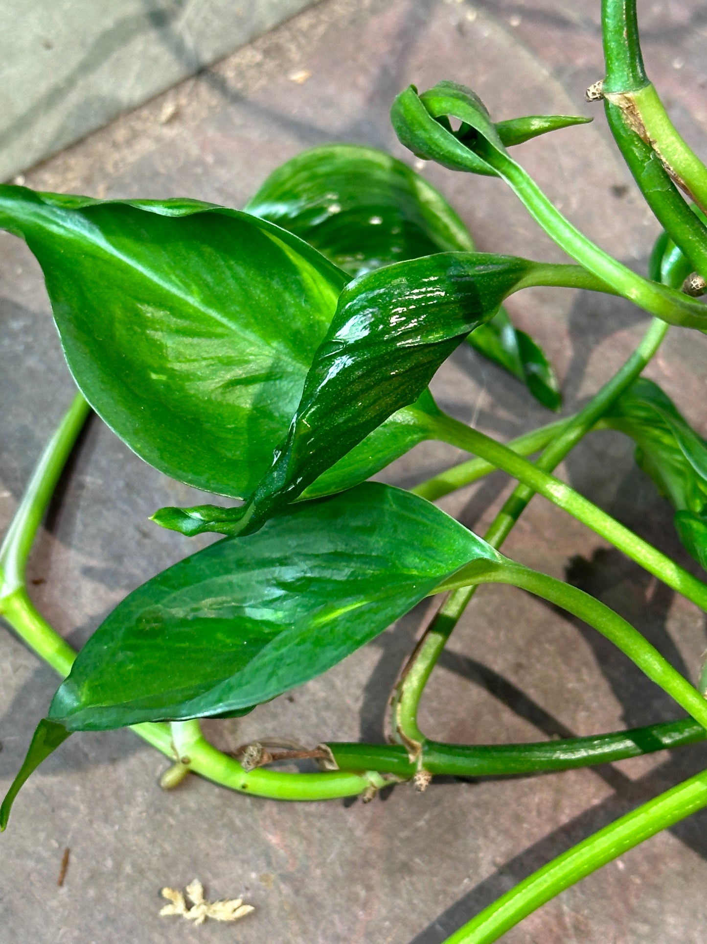 Shangri La pothos (epipremnum) sleeping pothos