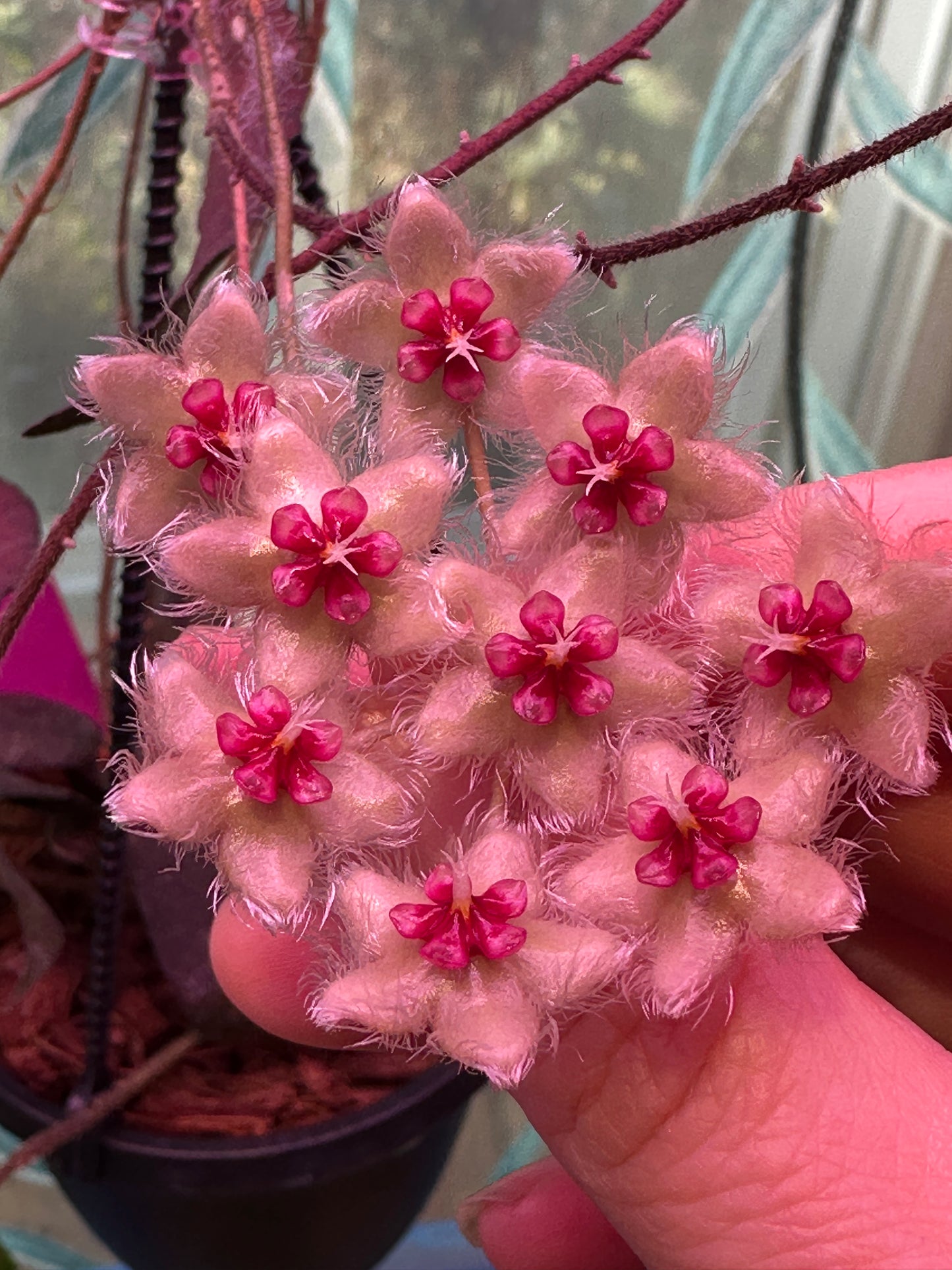 Hoya caudata Sumatra unrooted cutting