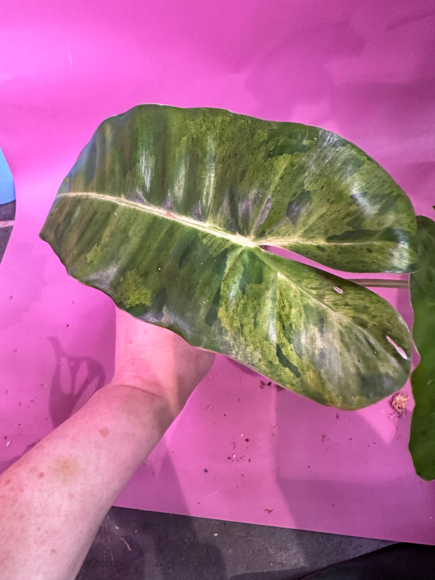 Mint variegated burle Marx philodendron