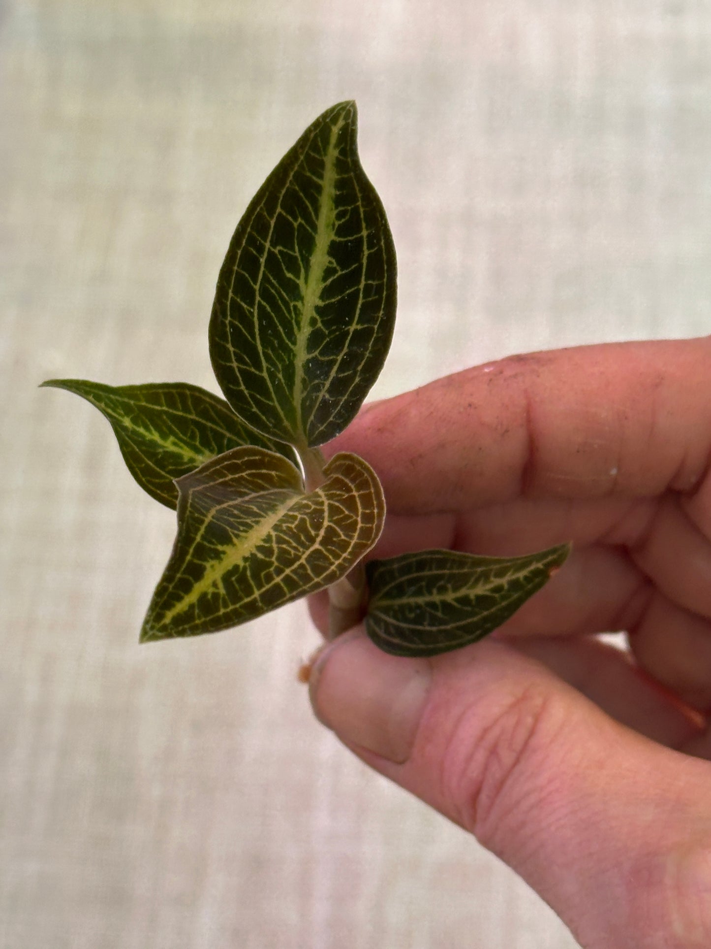 Dossisia dominyl Judy jewel orchid