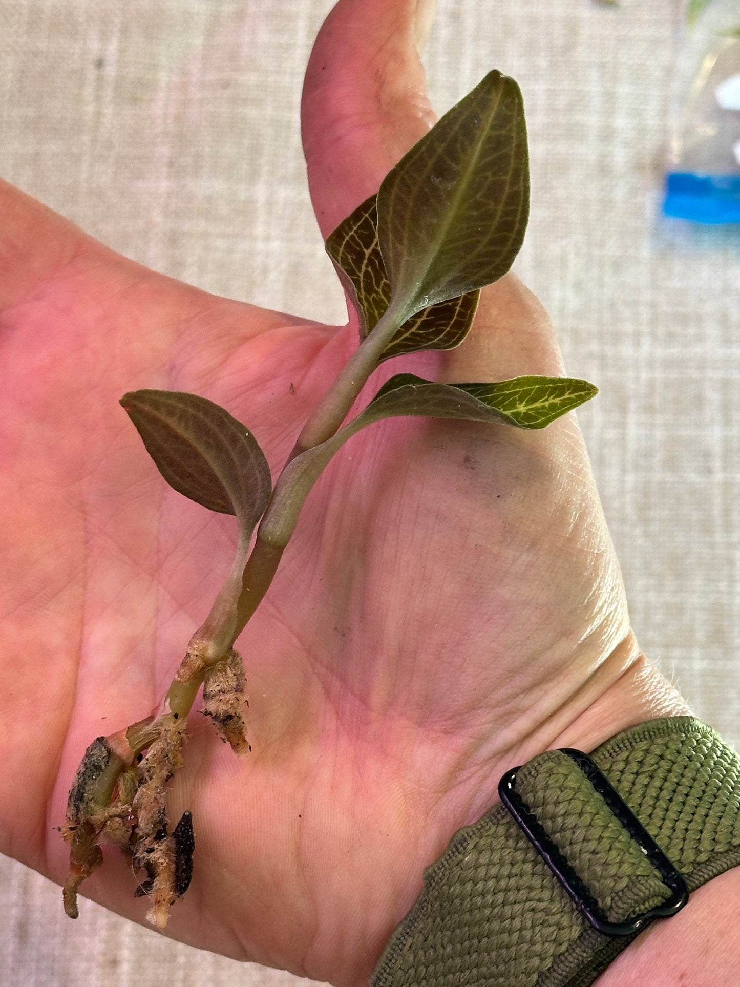 Dossisia dominyl Judy jewel orchid