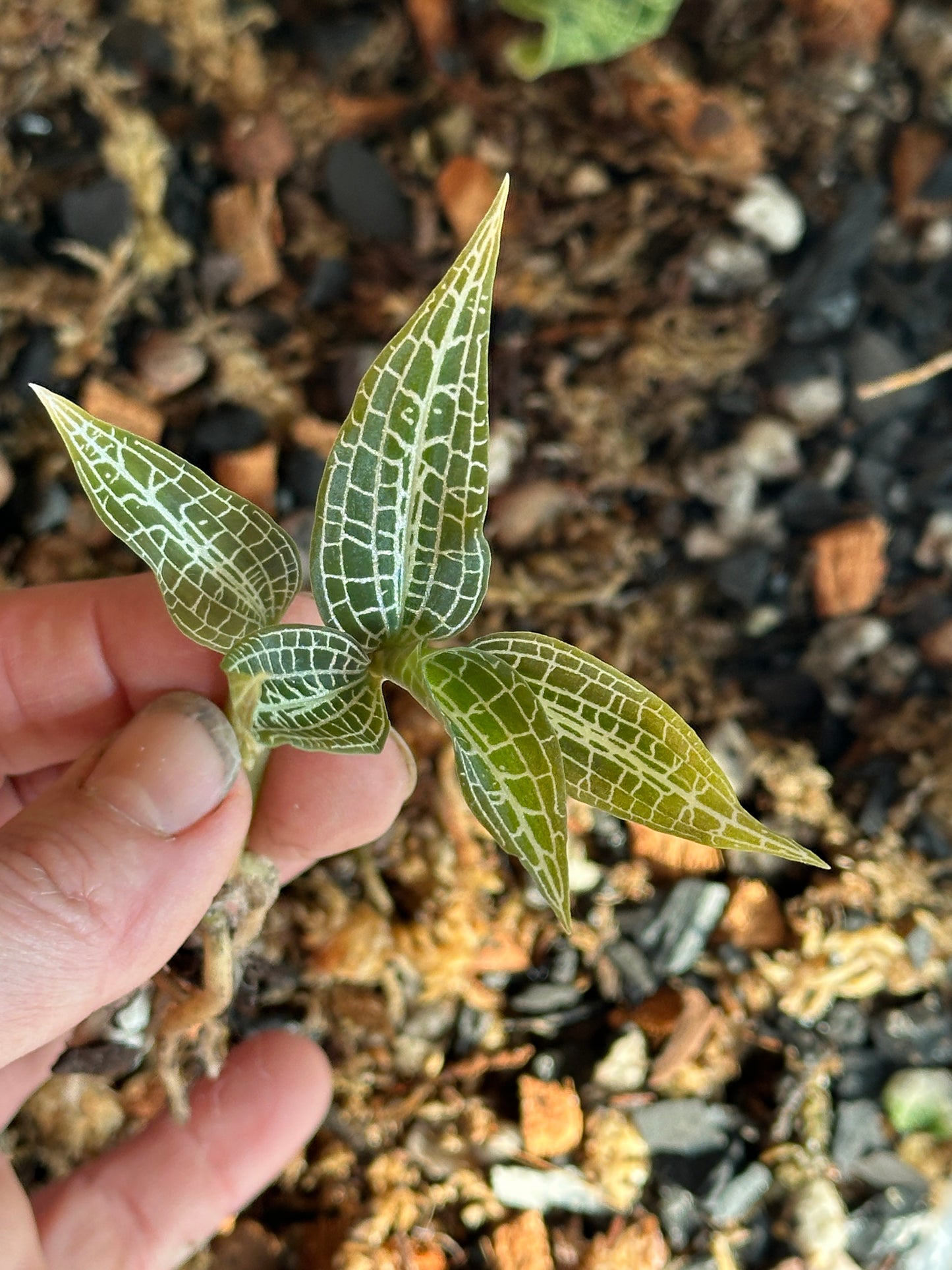 Goodyera hispida jewel orchid