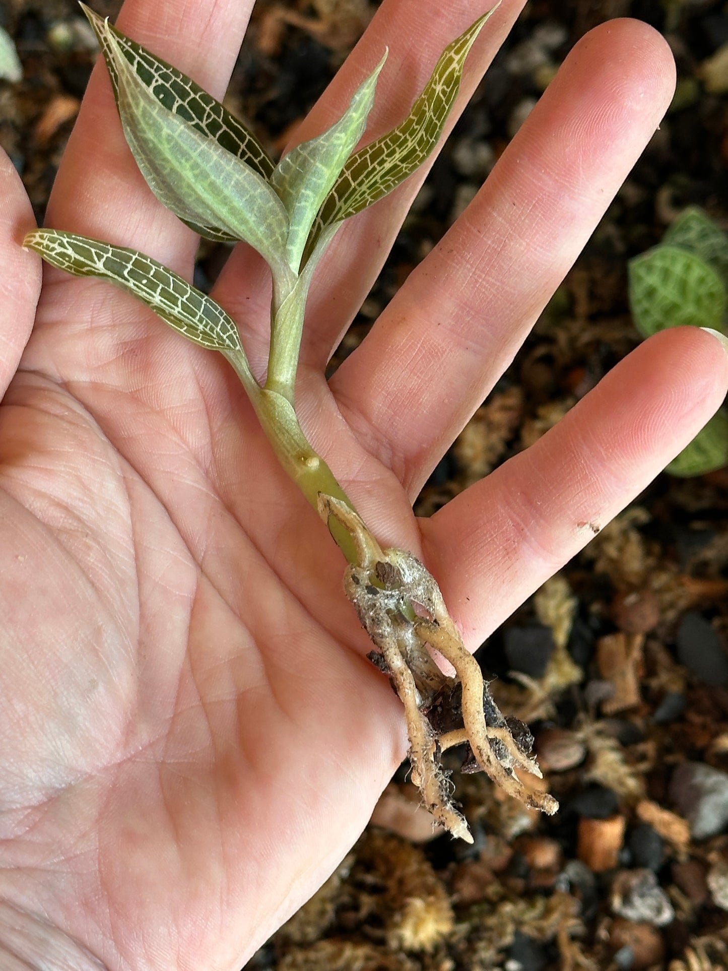 Goodyera hispida jewel orchid