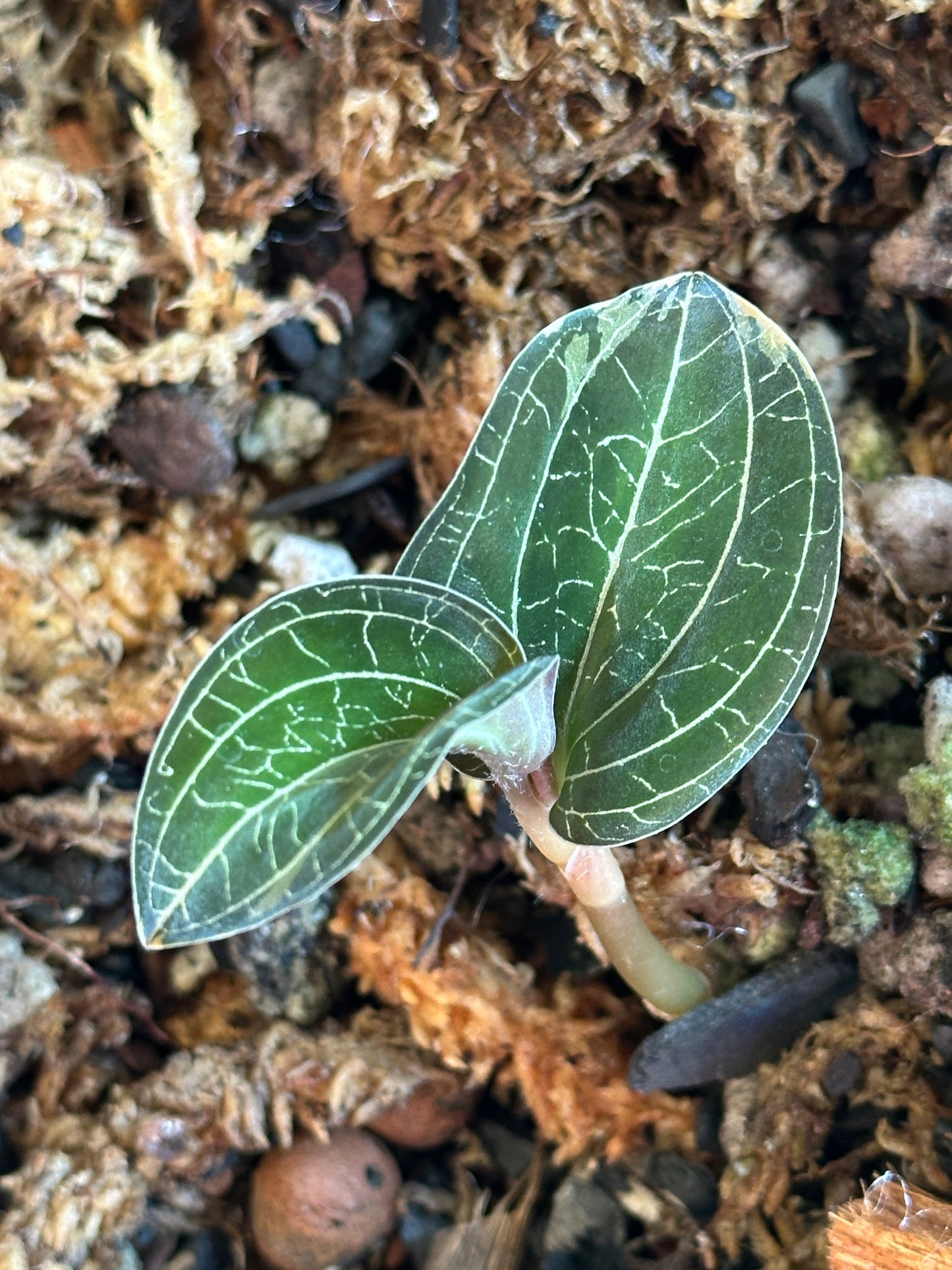 Dossinochilus dreamcatcher jewel orchid