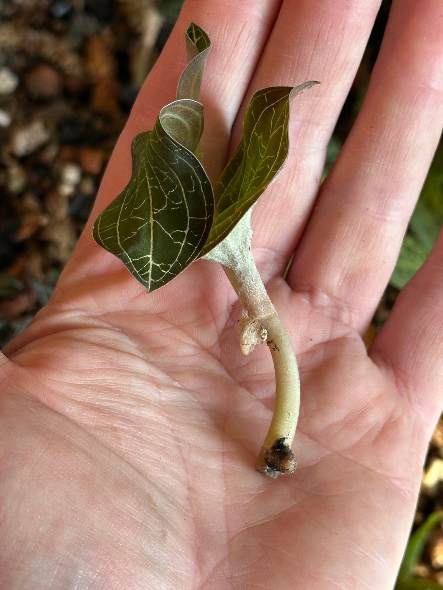 Dossinochilus dreamcatcher jewel orchid