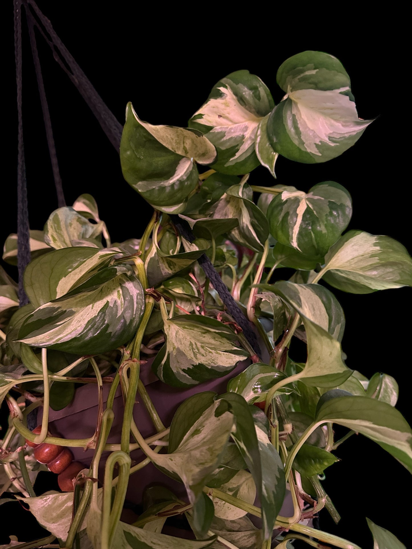 Manjula pothos unrooted cutting