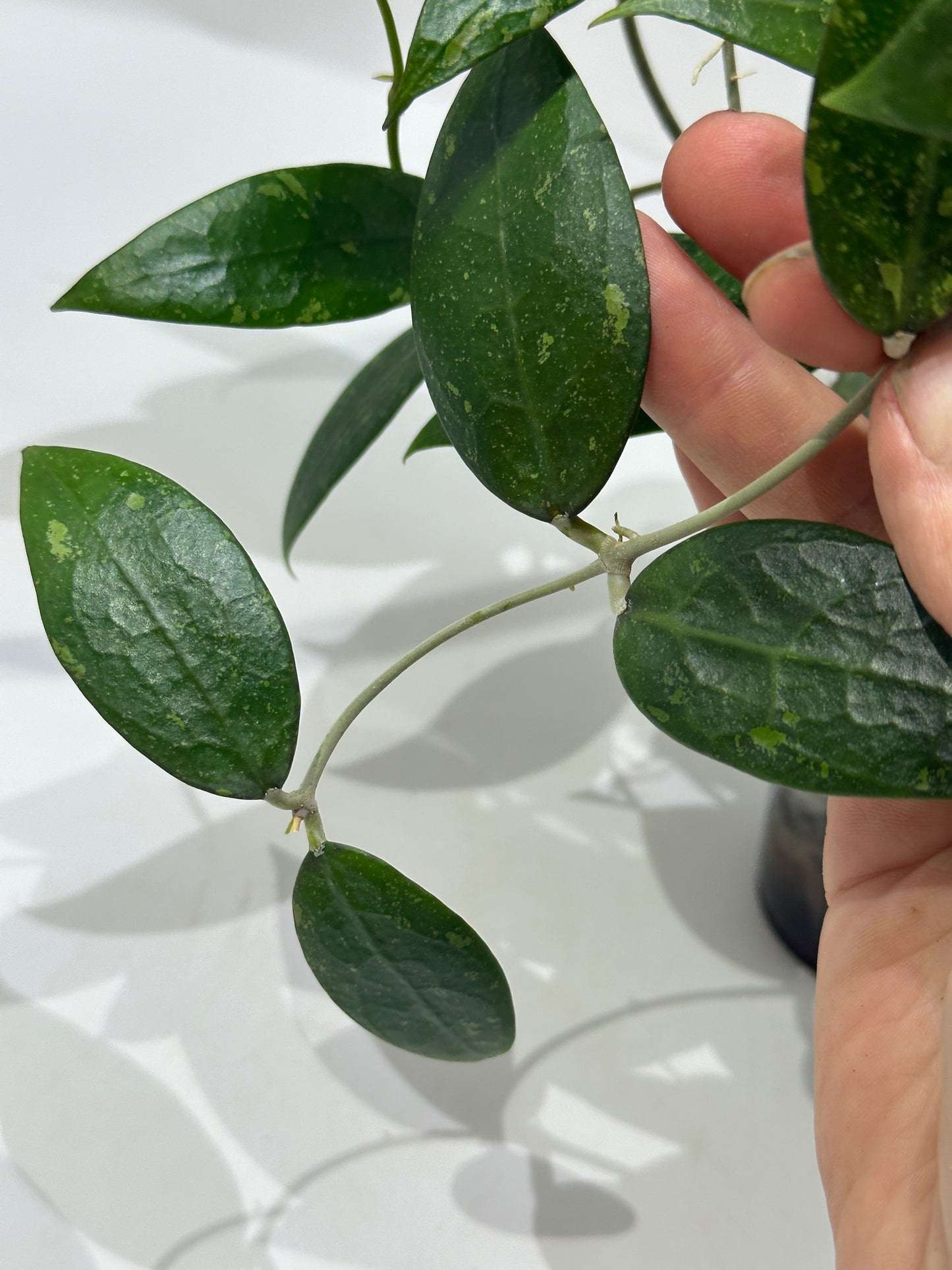 Hoya vericillata formerly known as pallida fresh cuttings