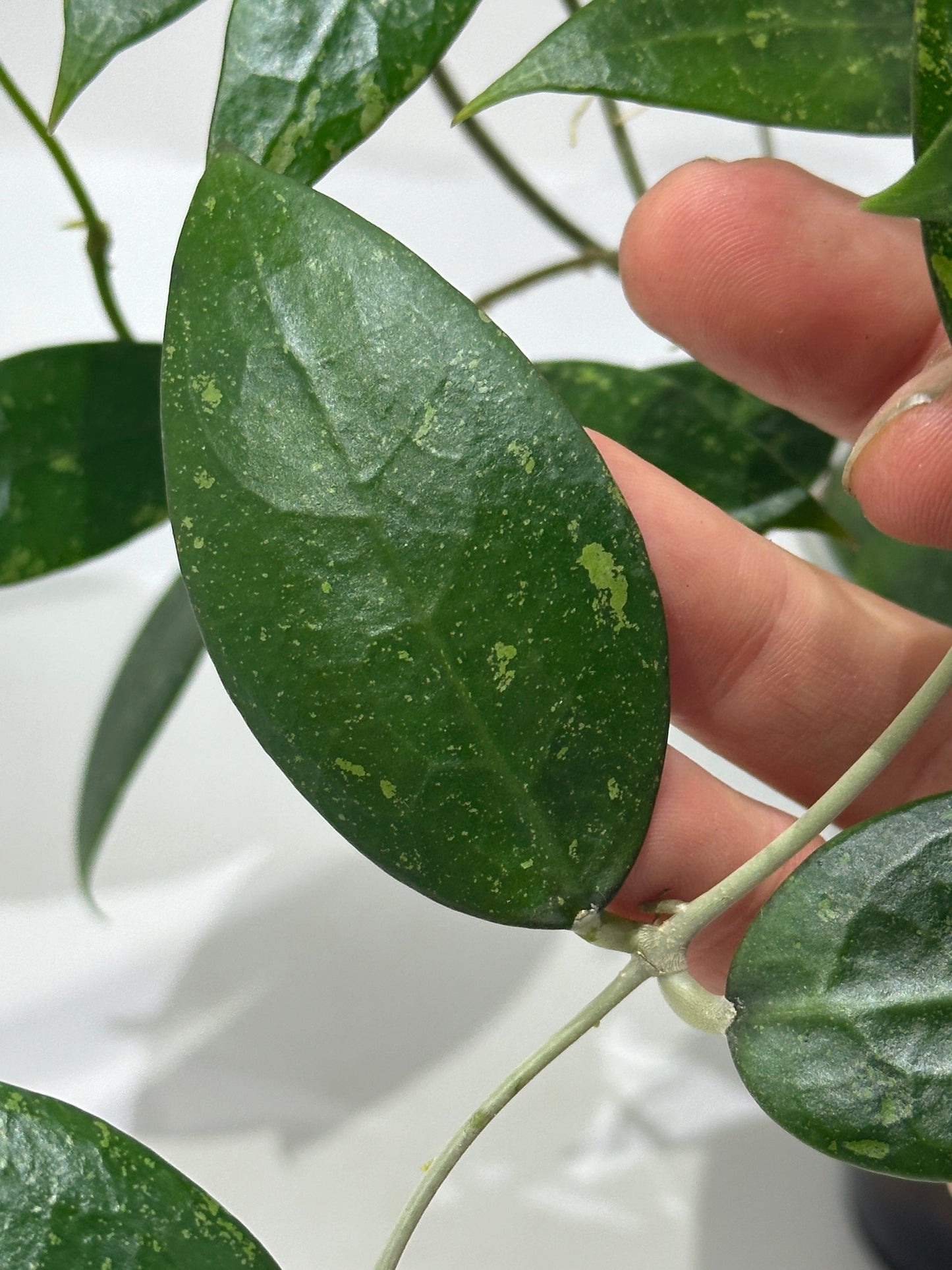 Hoya vericillata formerly known as pallida fresh cuttings