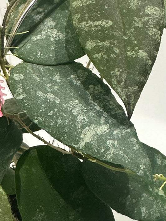 Hoya caudata Sumatra unrooted cutting