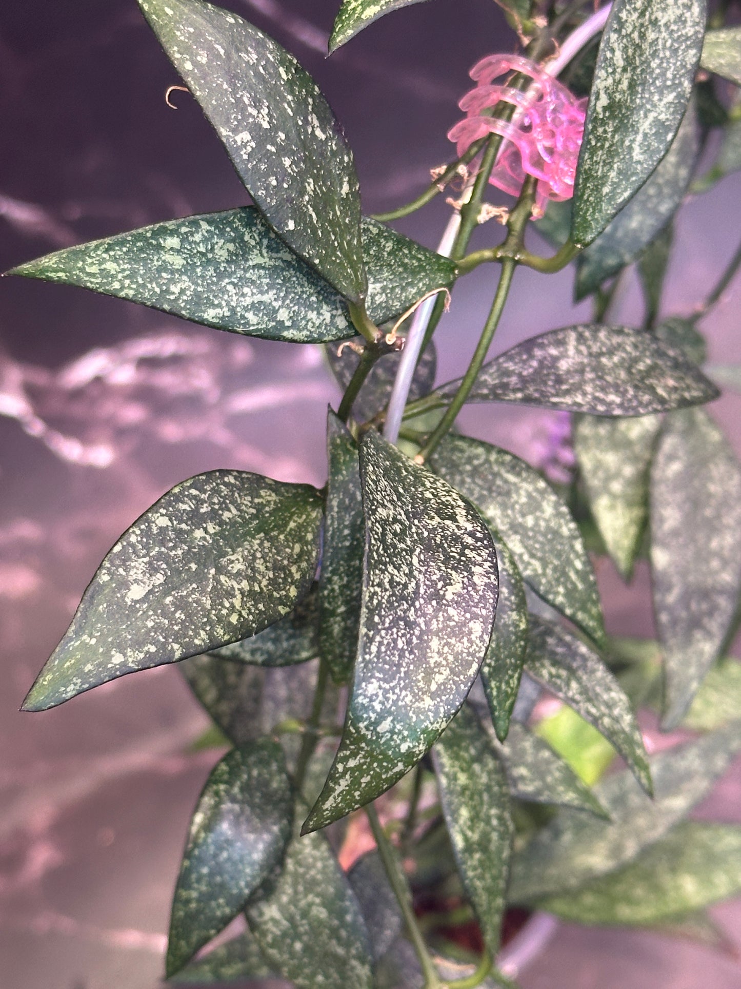 Hoya parviflora splash unrooted cuttings