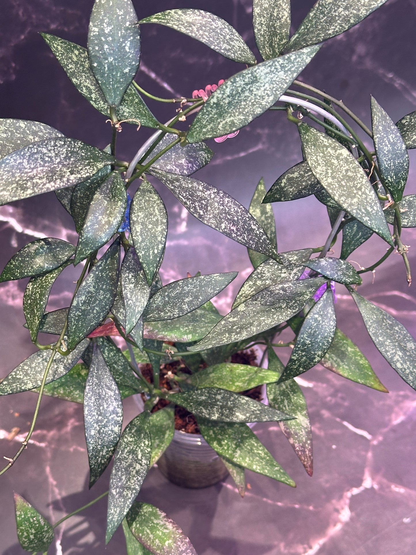 Hoya parviflora splash unrooted cuttings