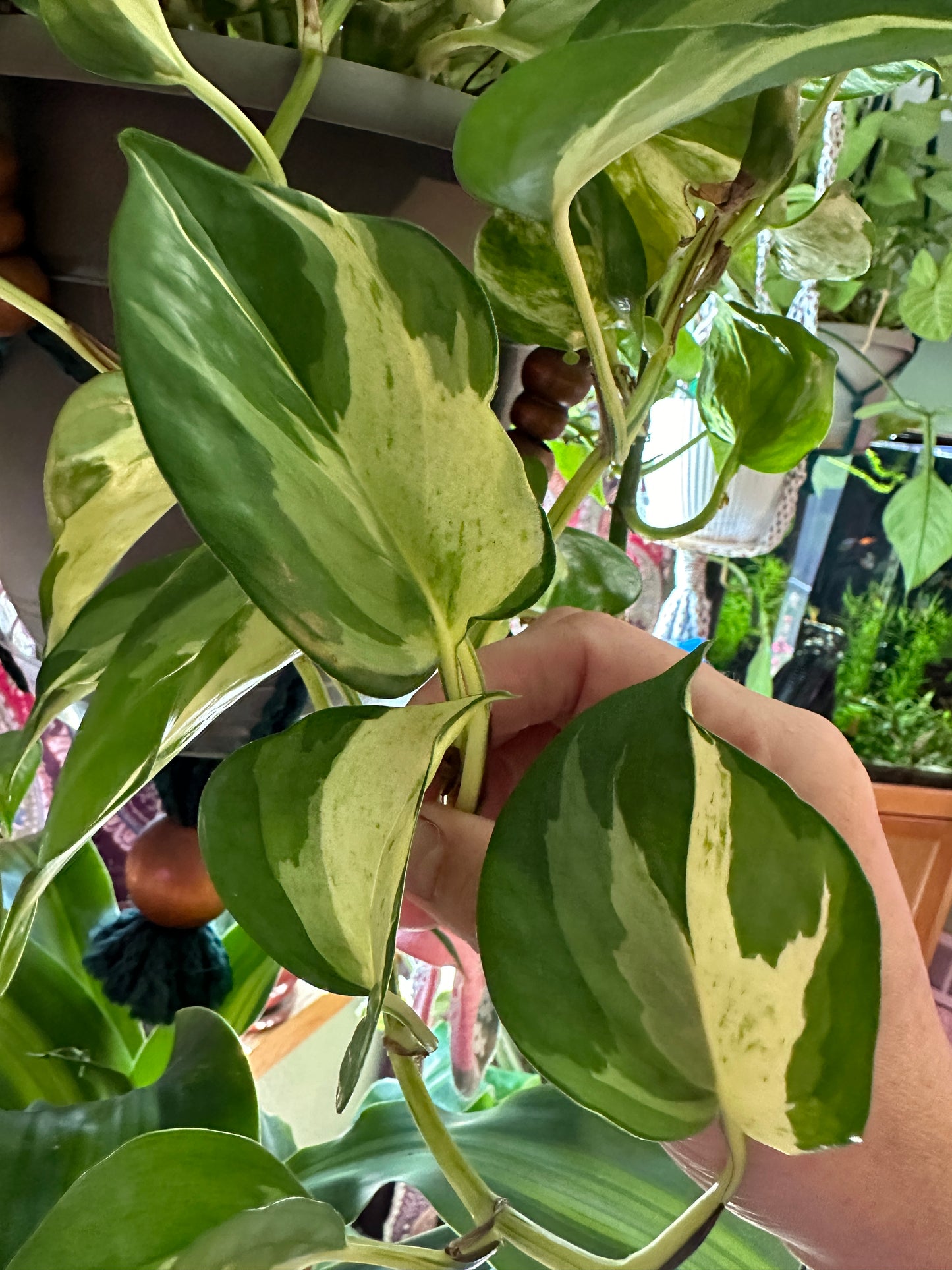 Manjula pothos unrooted cutting