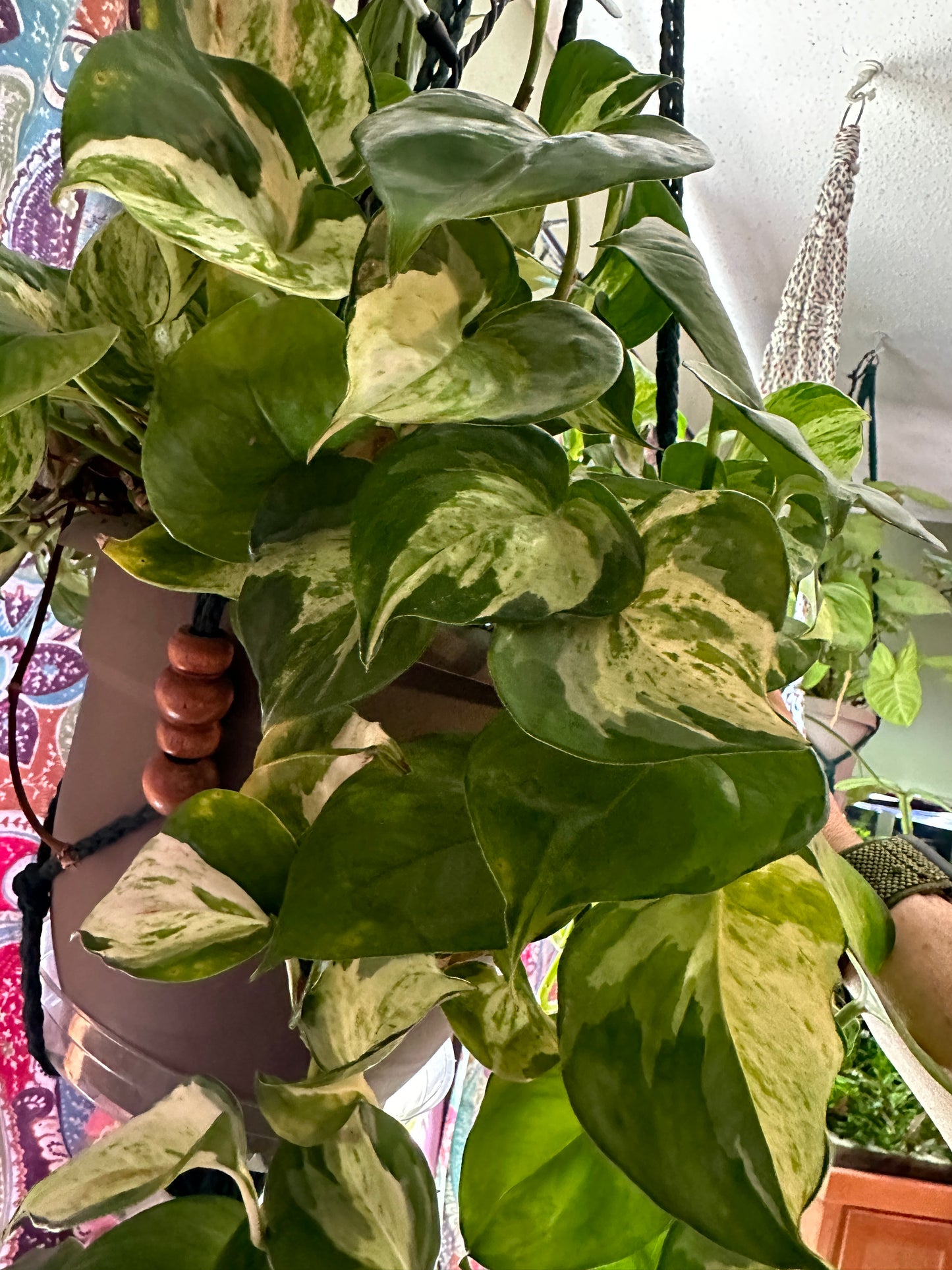 Manjula pothos unrooted cutting