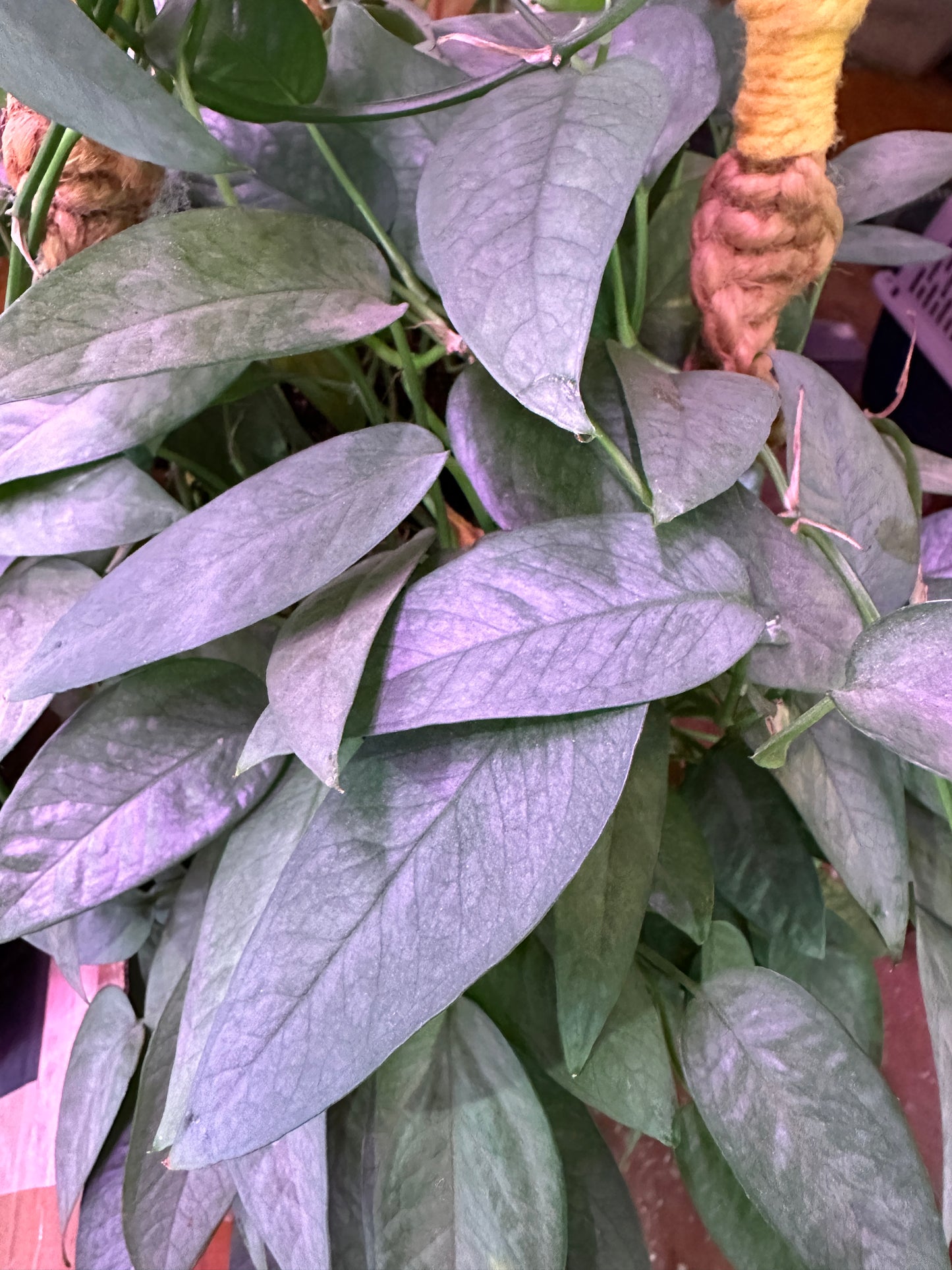 Cebu blue pothos