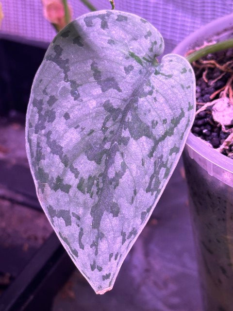 Bird wing scindapsus cutting silver lady mutation