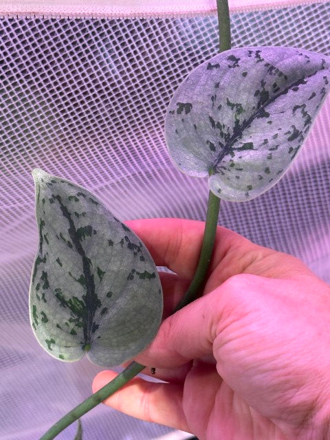 Bird wing scindapsus cutting silver lady mutation