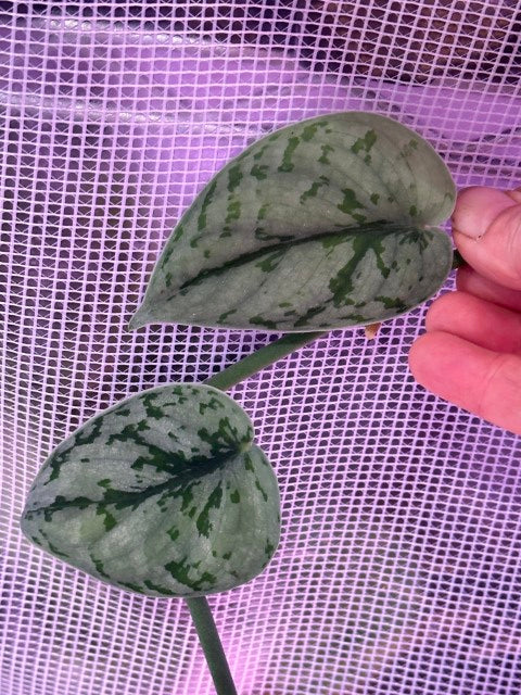 Bird wing scindapsus cutting silver lady mutation