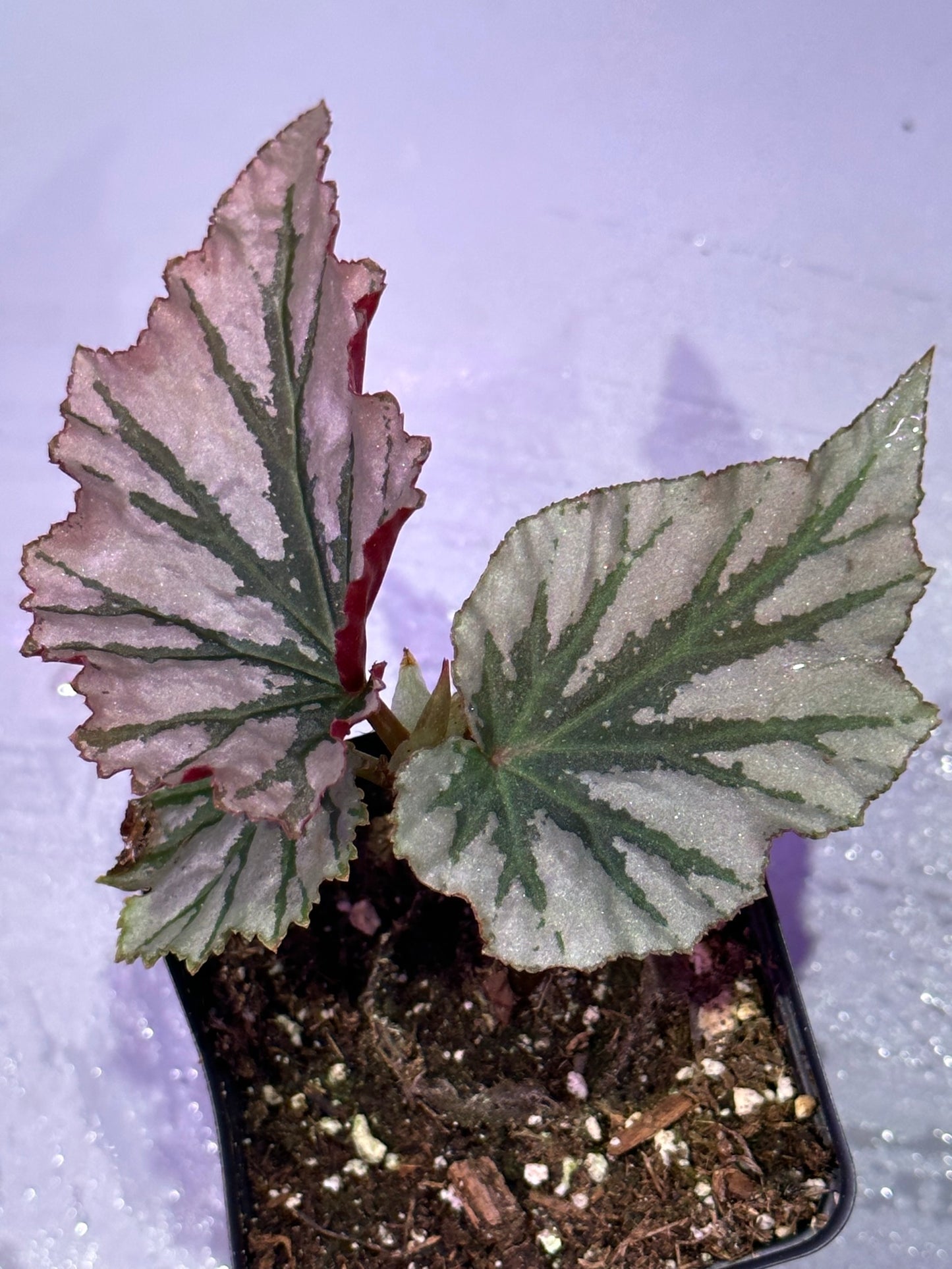 Looking glass begonia