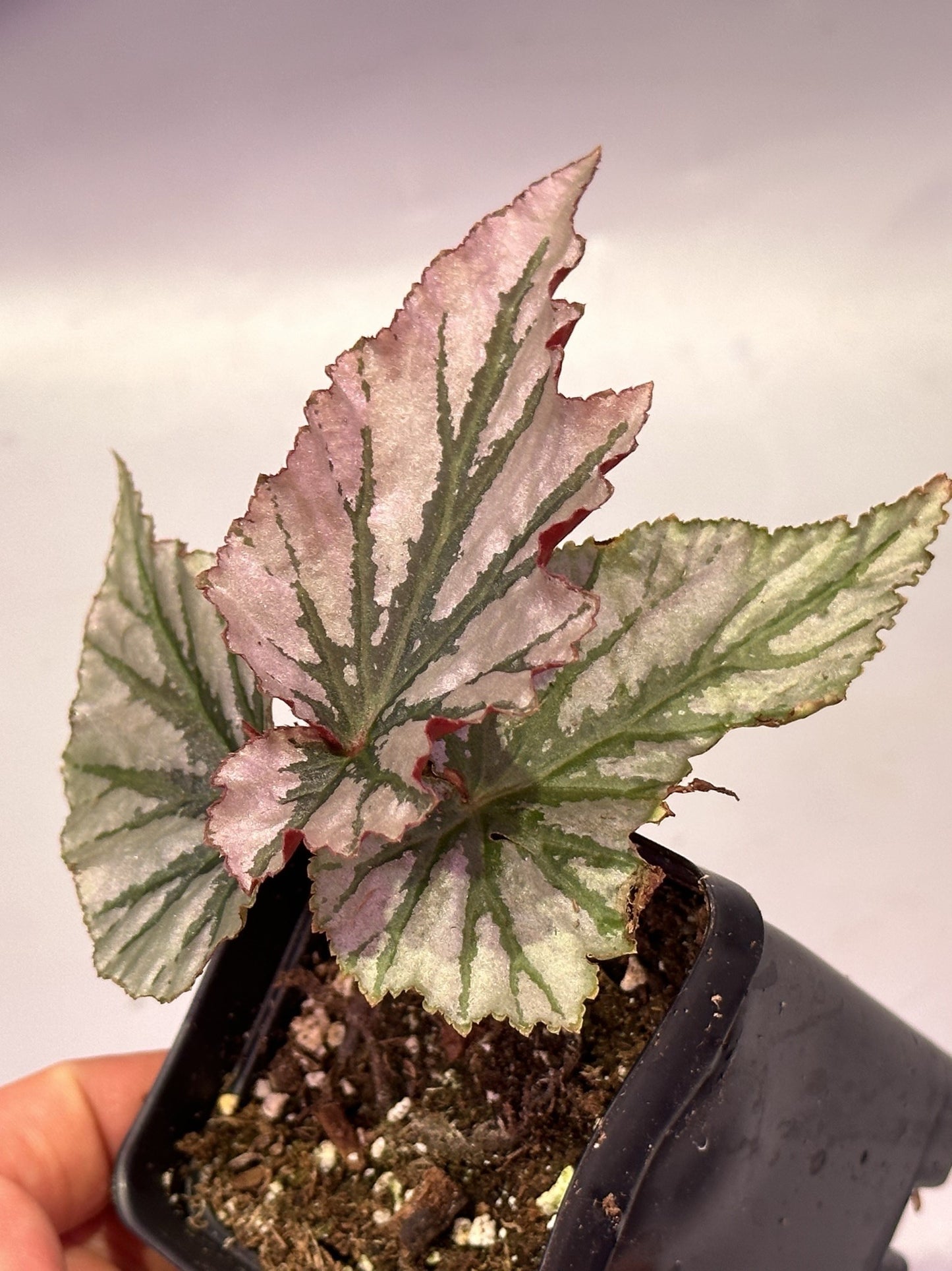 Looking glass begonia