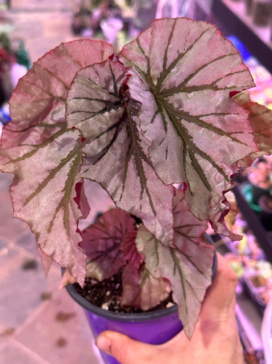 Looking glass begonia