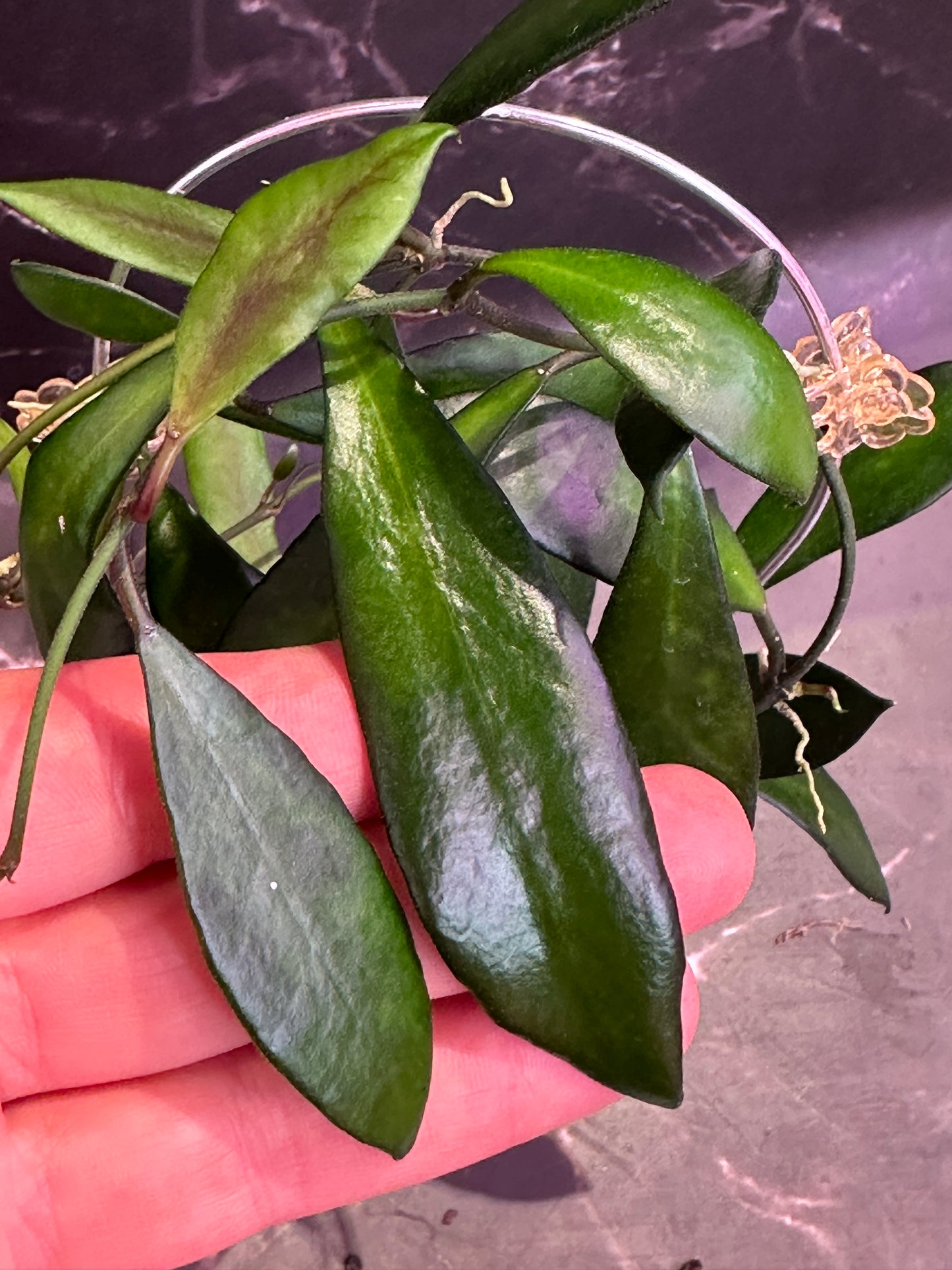 Hoya davidcummingii unrooted cutting