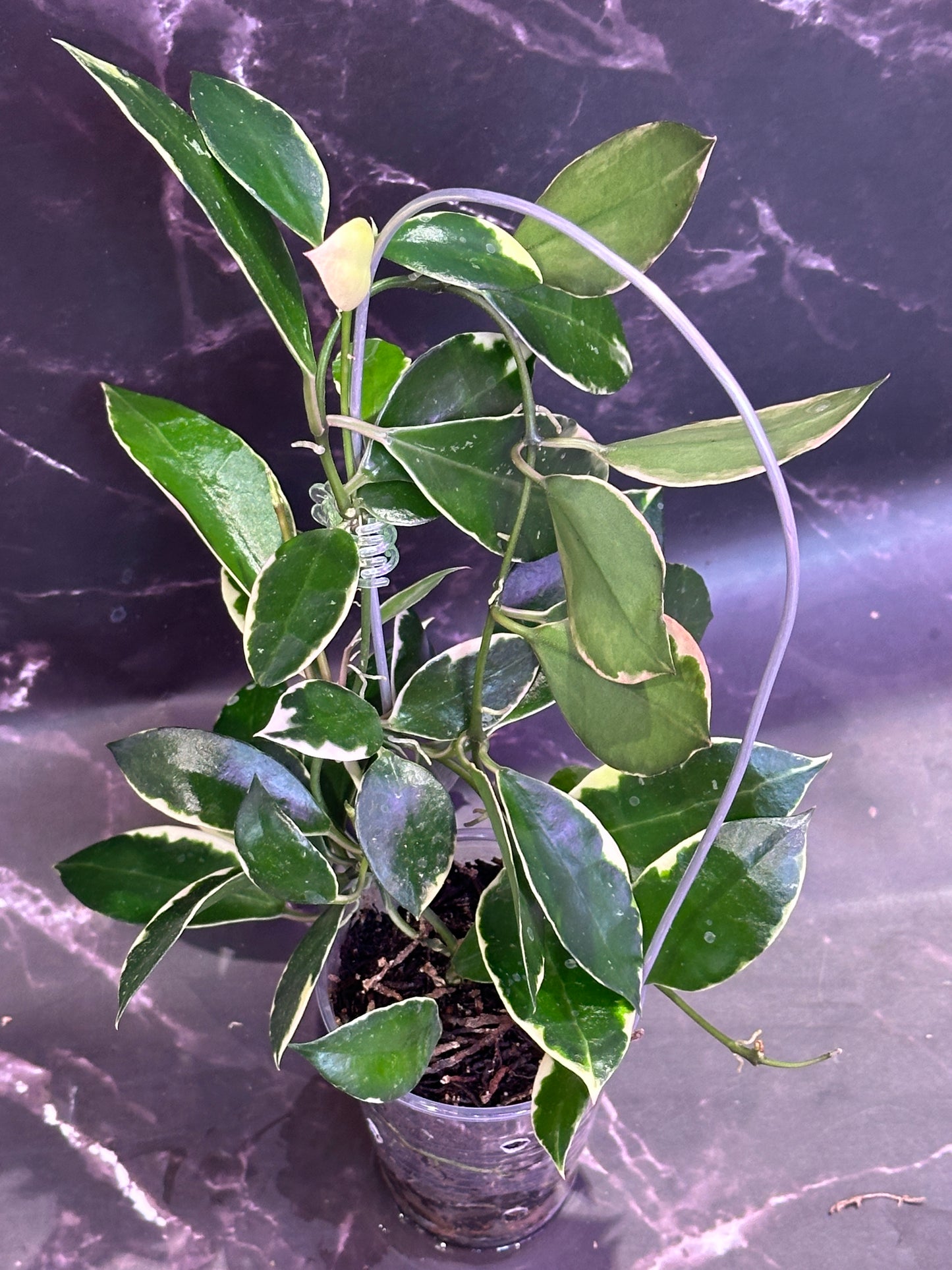 Hoya lacunosa asami (clone 2) unrooted cutting