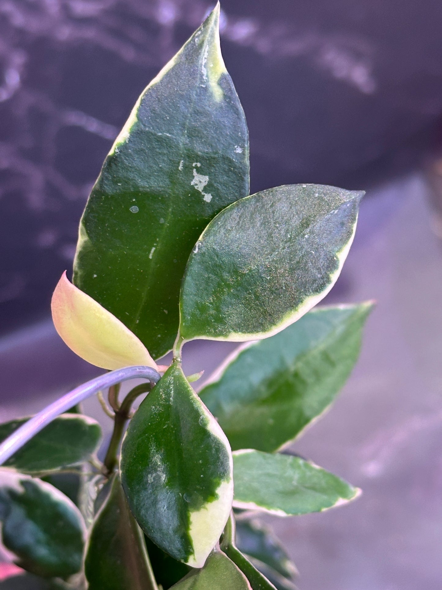 Hoya lacunosa asami (clone 2) unrooted cutting