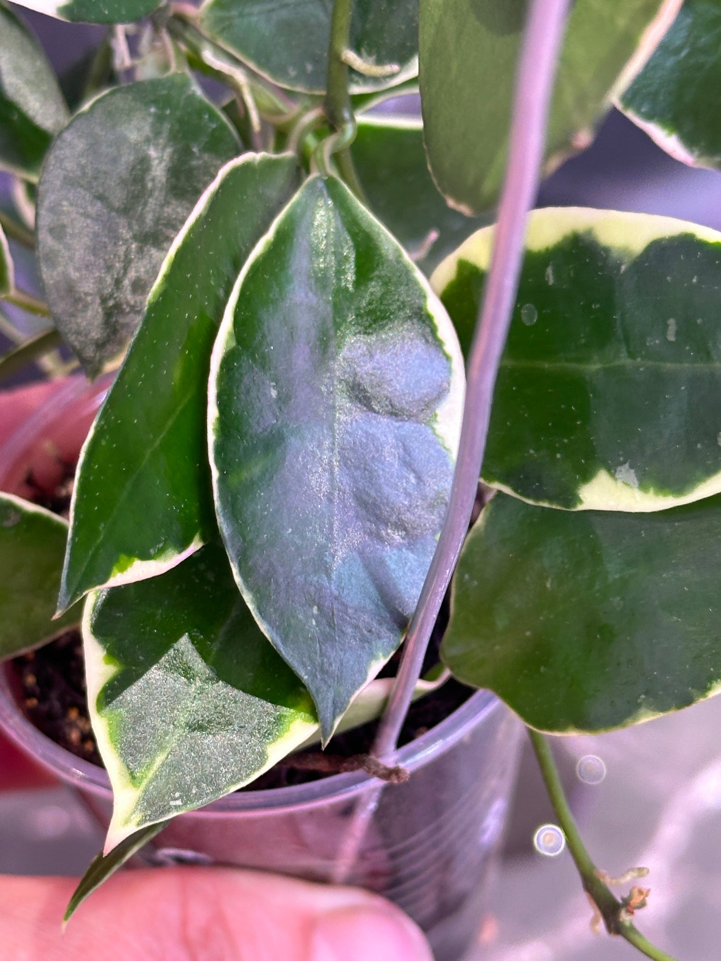 Hoya lacunosa asami (clone 2) unrooted cutting