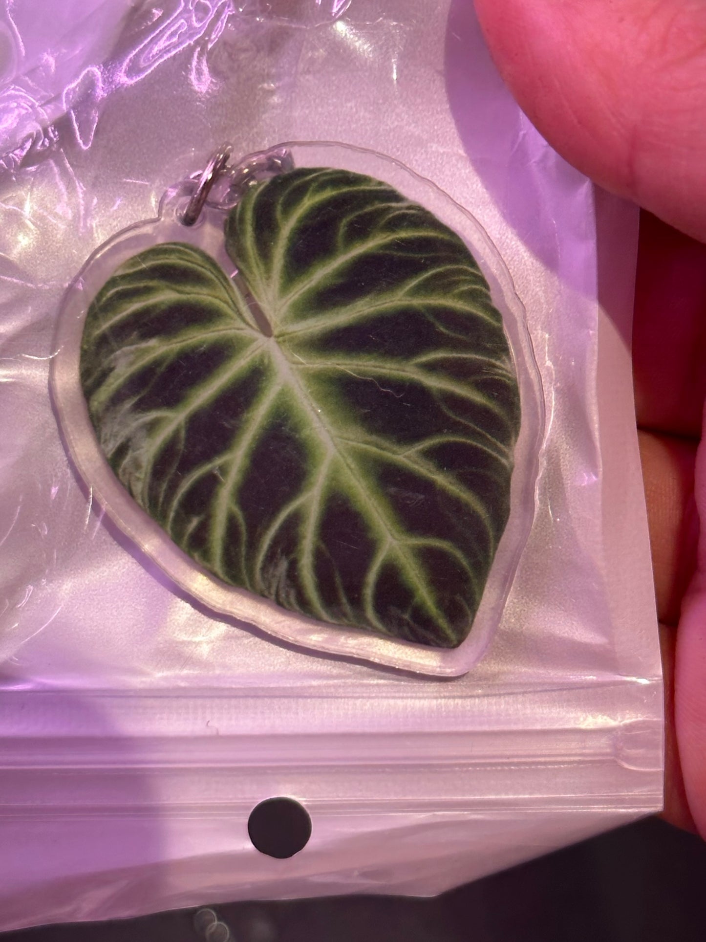 Plant Keychain Philodendron verrucosum