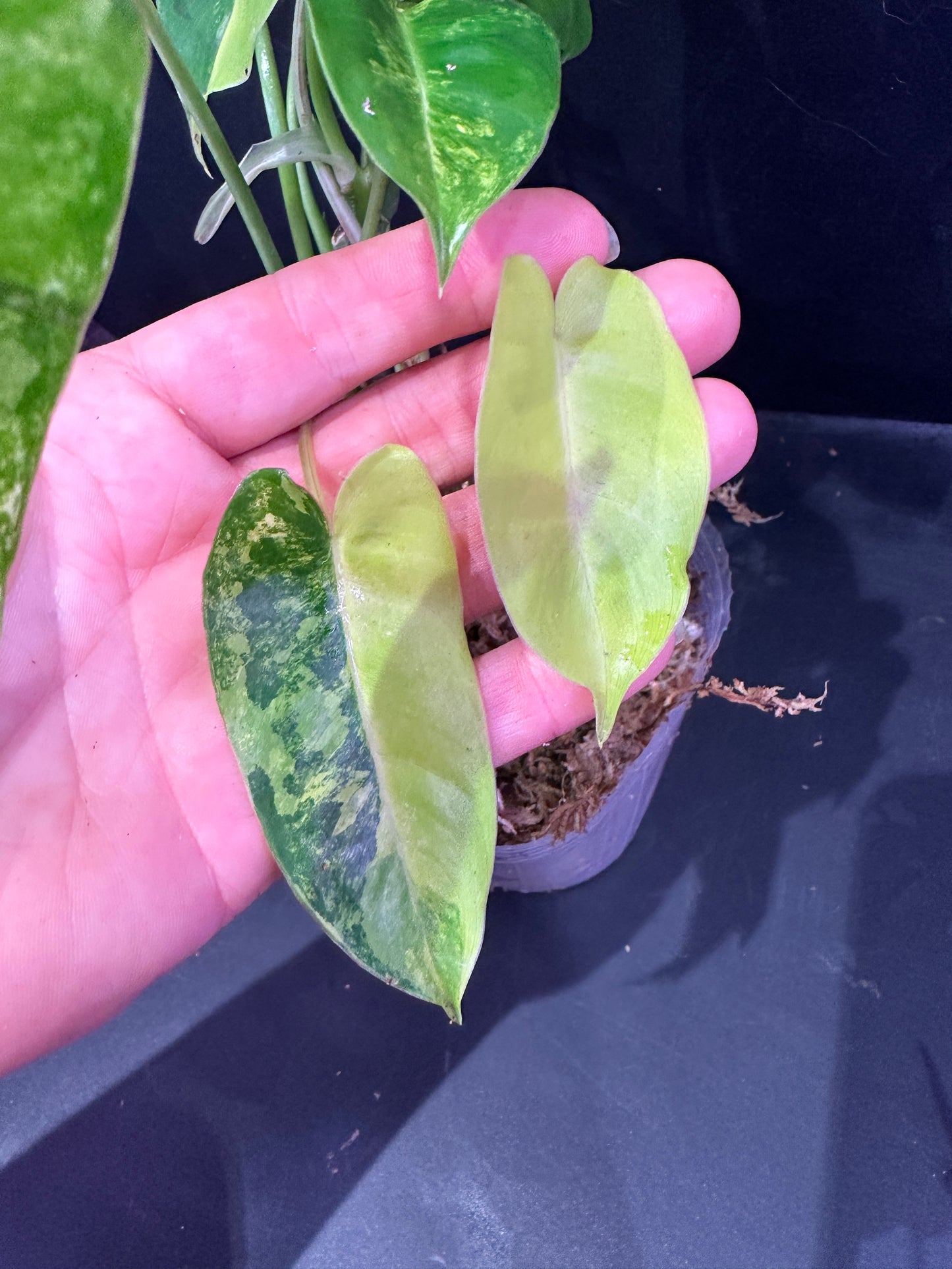 Variegated burle marx philodendron