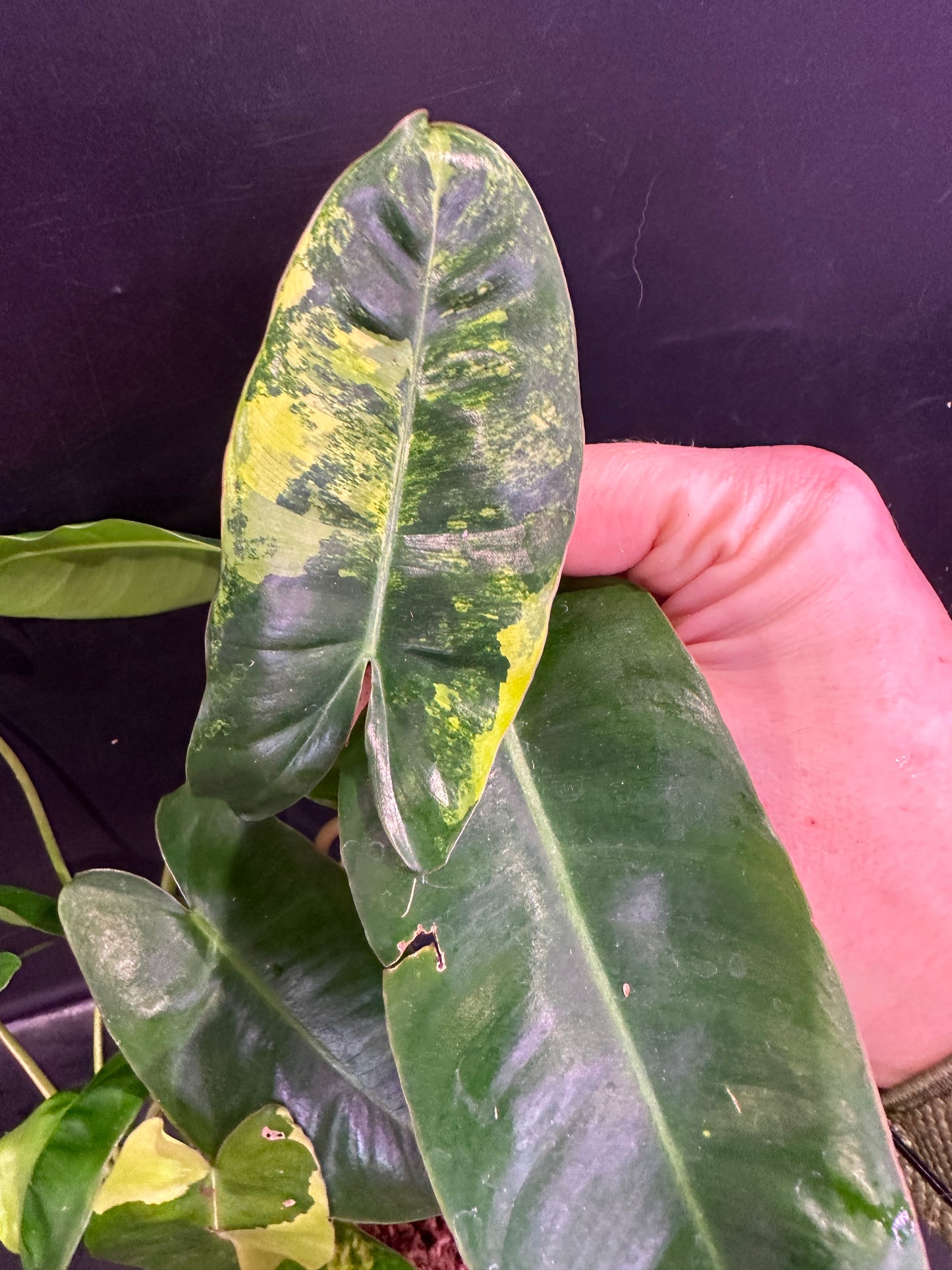 Variegated burle marx philodendron