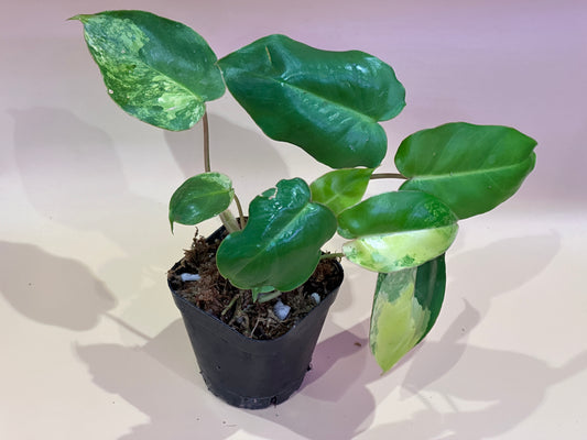 Variegated burle Marx philodendron