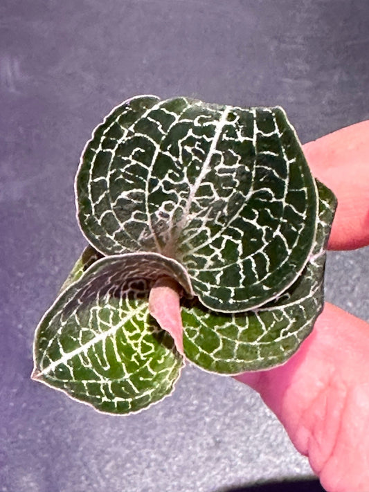 Anoectochilus formosanus jewel orchid US seller - licensed nursery