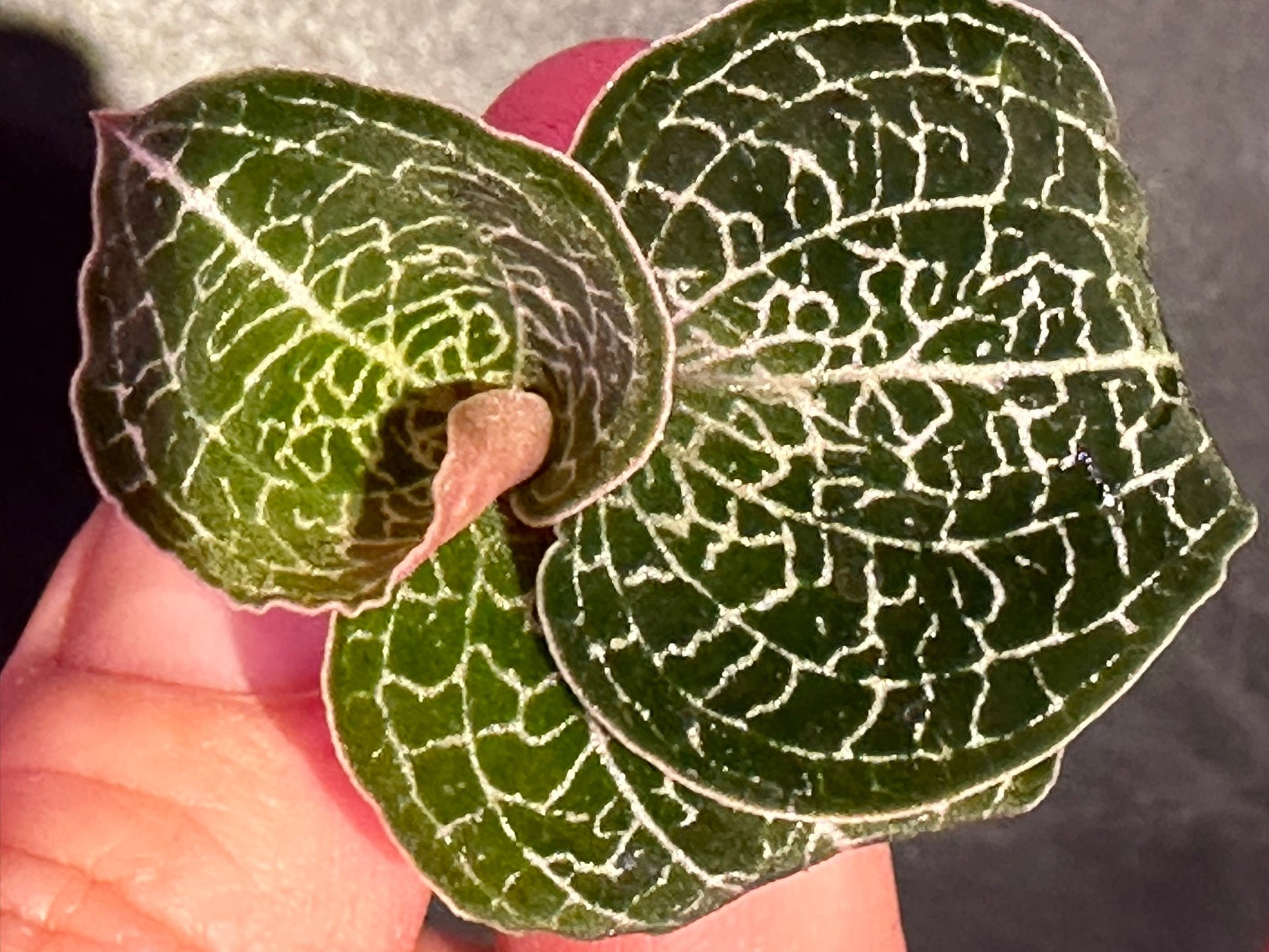 Anoectochilus formosanus jewel orchid US seller - licensed nursery